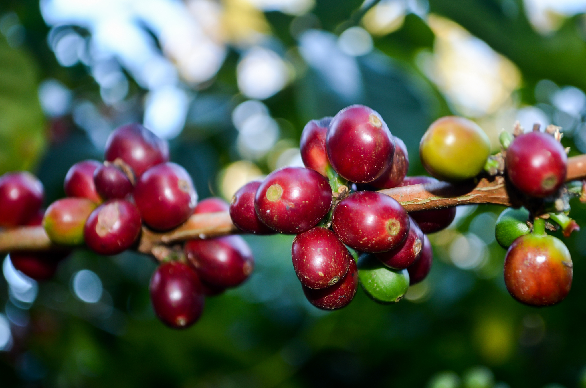 coffee beans