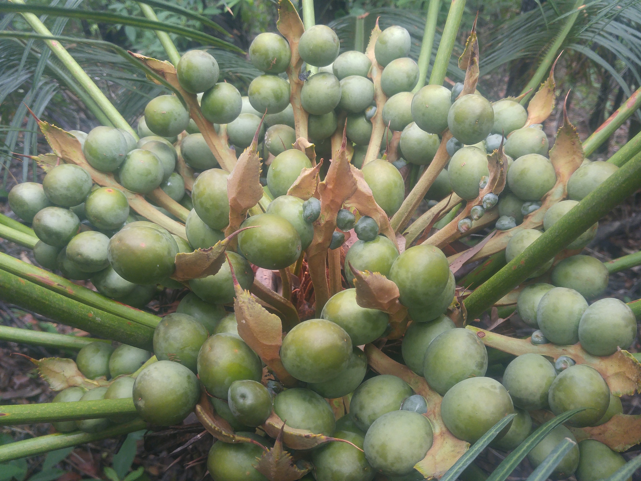 罗汉松果实营养价值：维生素C、膳食纤维、矿物质等