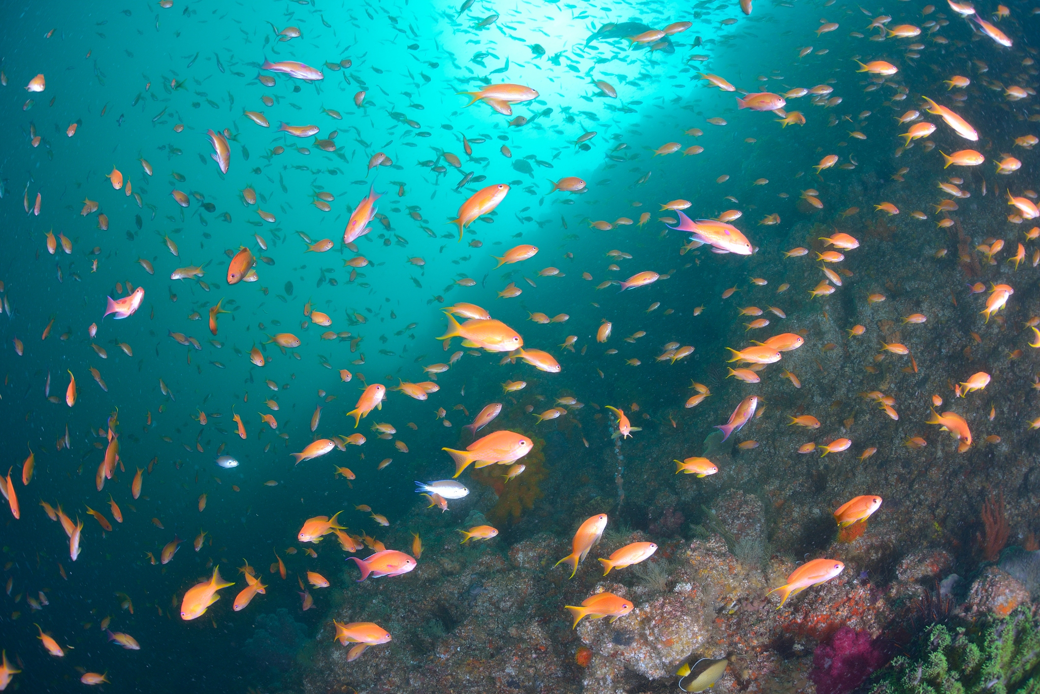 sea goldie