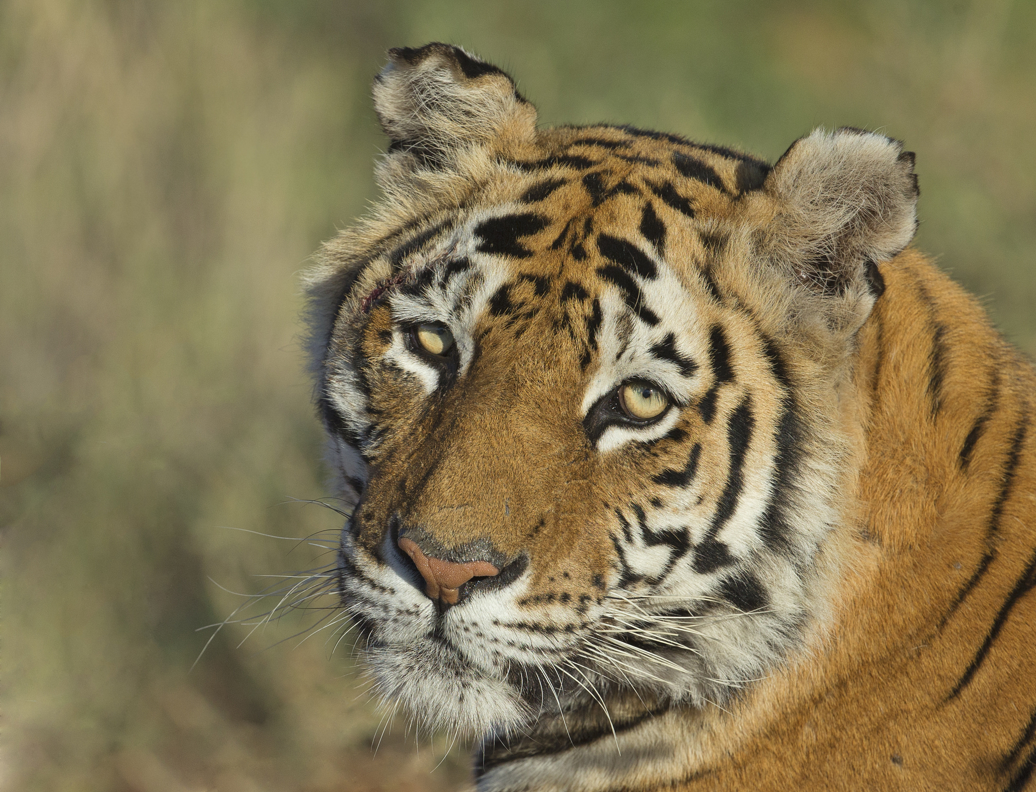 用一小段话描述老虎的一生