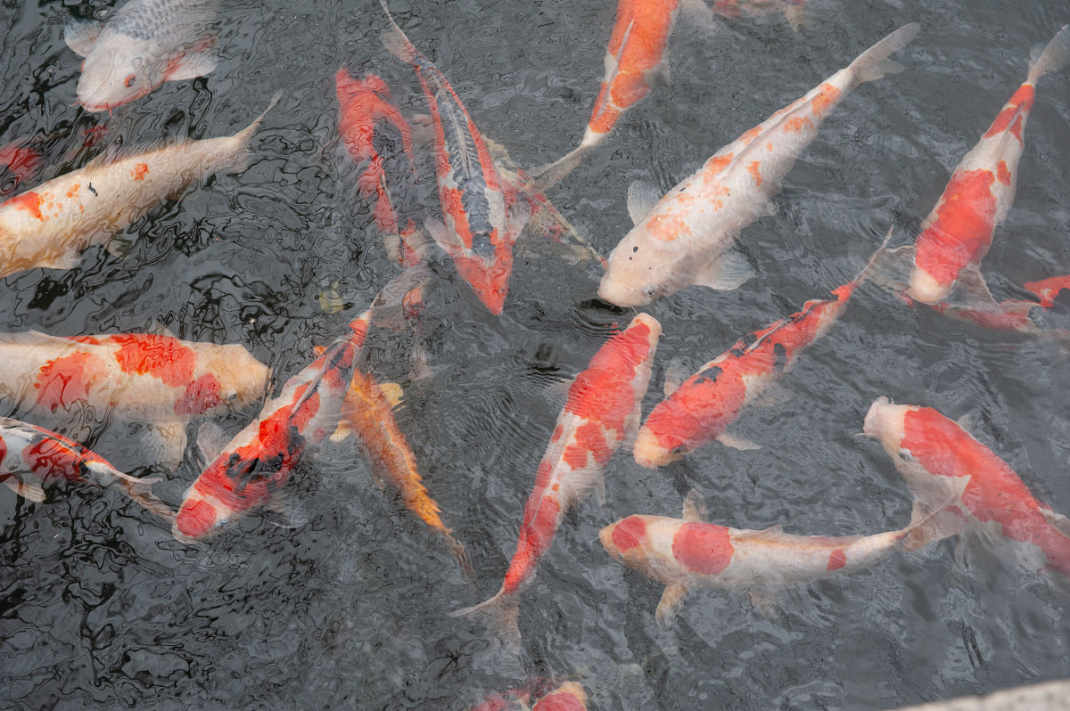 韩国锦鲤养殖场爆发KHV病毒感染：病理学和分子诊断结果