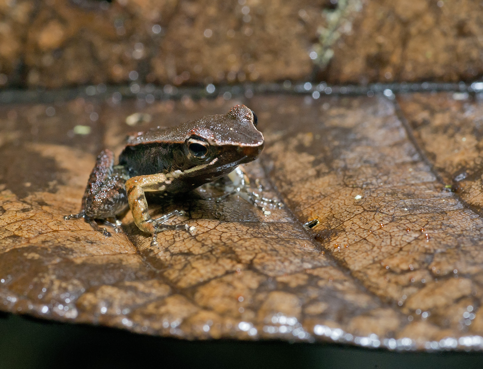 地球上最“凶猛”的青蛙：不会游泳却生活在沙漠，叫声像小牛