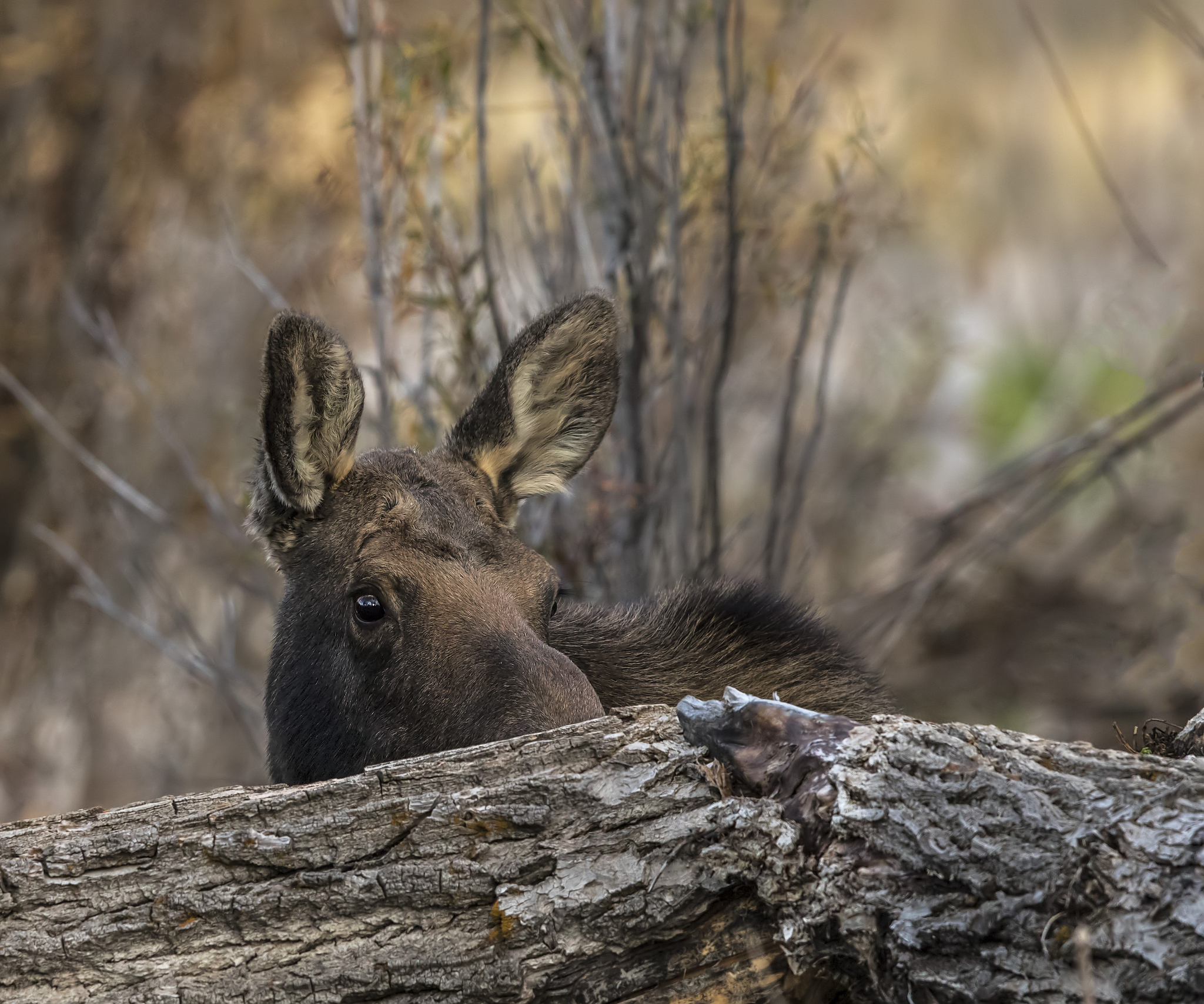 重婚合法国家有哪些？| 多妻制允许的国家