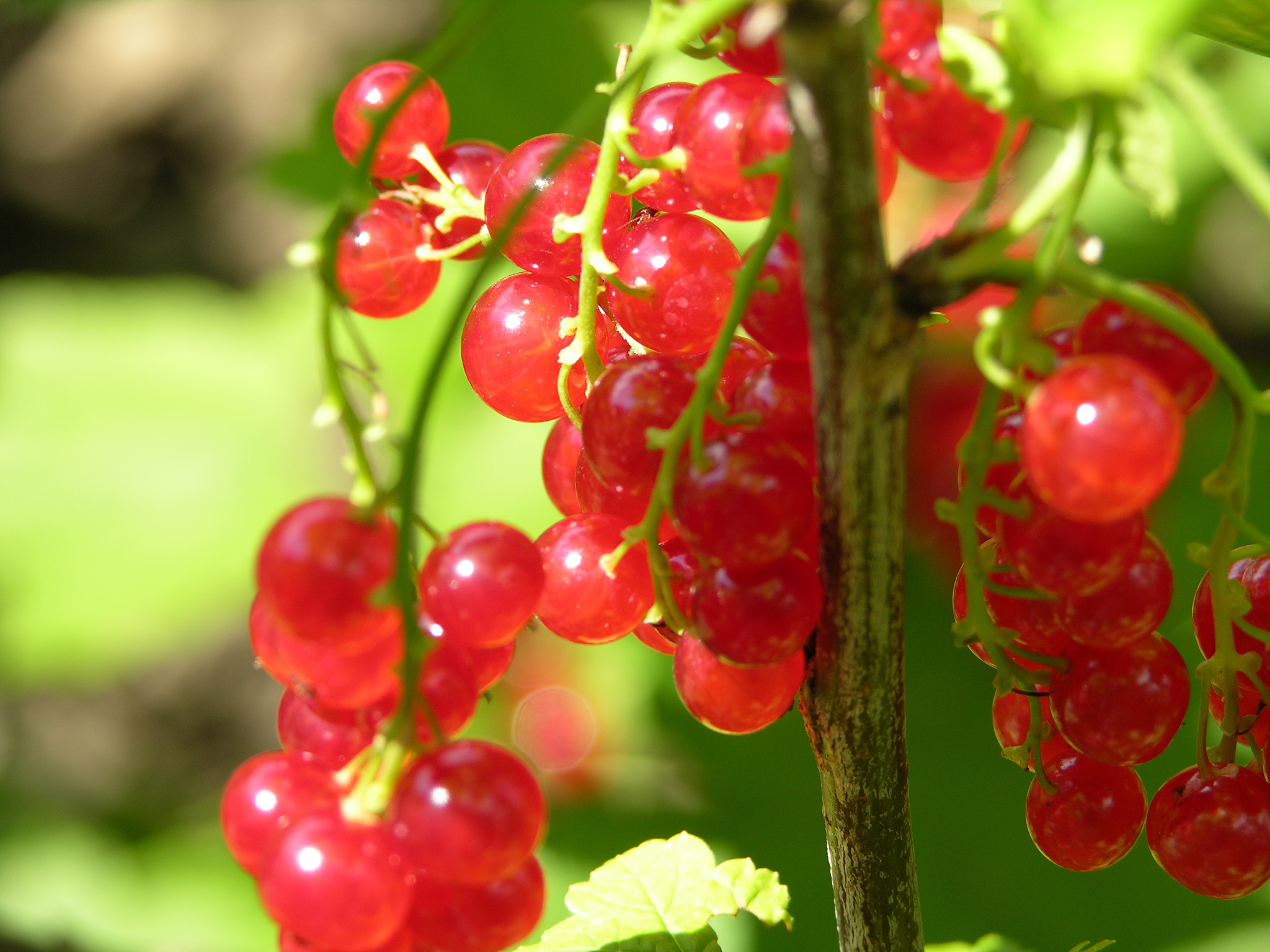 beeren johanis