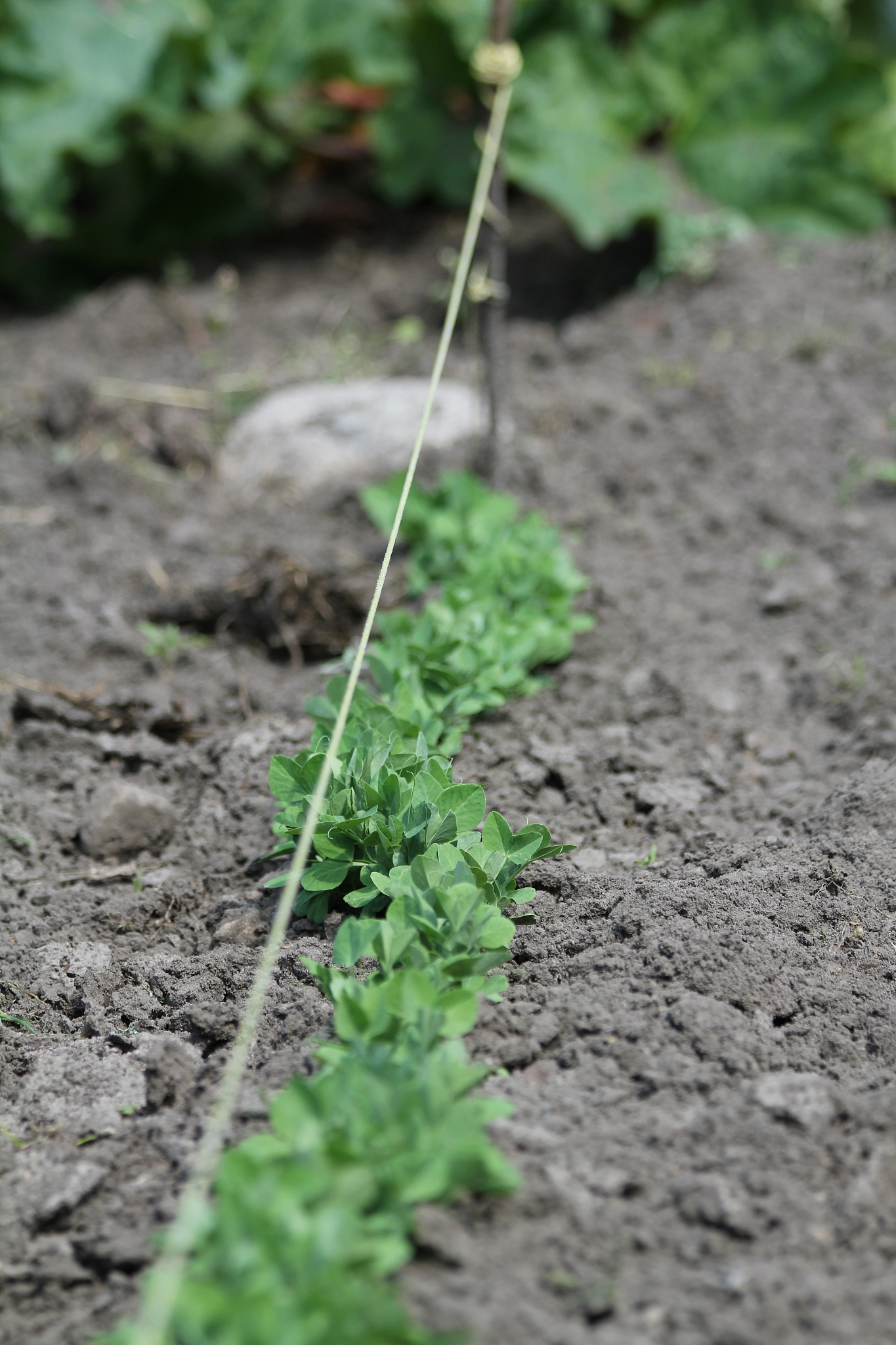 细胞工程和基因工程在园艺植物育种中的应用