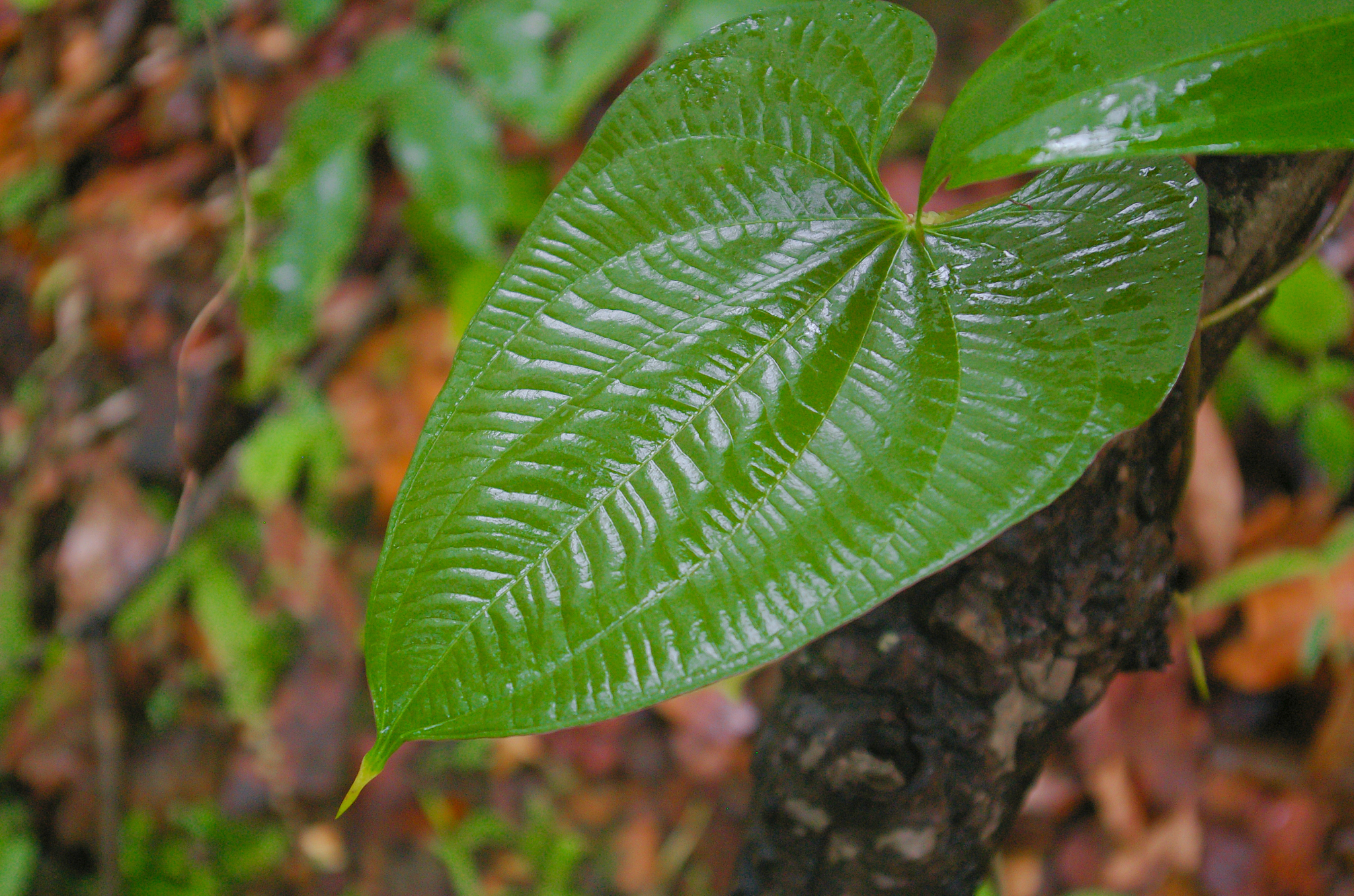heart shaped leaf
