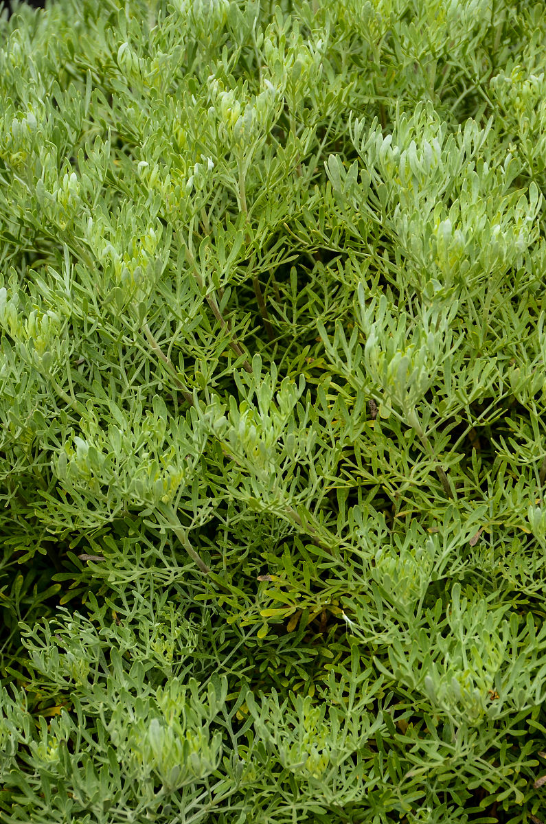 将括号内的英文段落用中文进行学术总结Different types of roughage in the diet had varying effects on animal growth The average daily weight gain of lakesheep in the Bacopa monnieri and Bacopa monnieri + PEG groups was hi