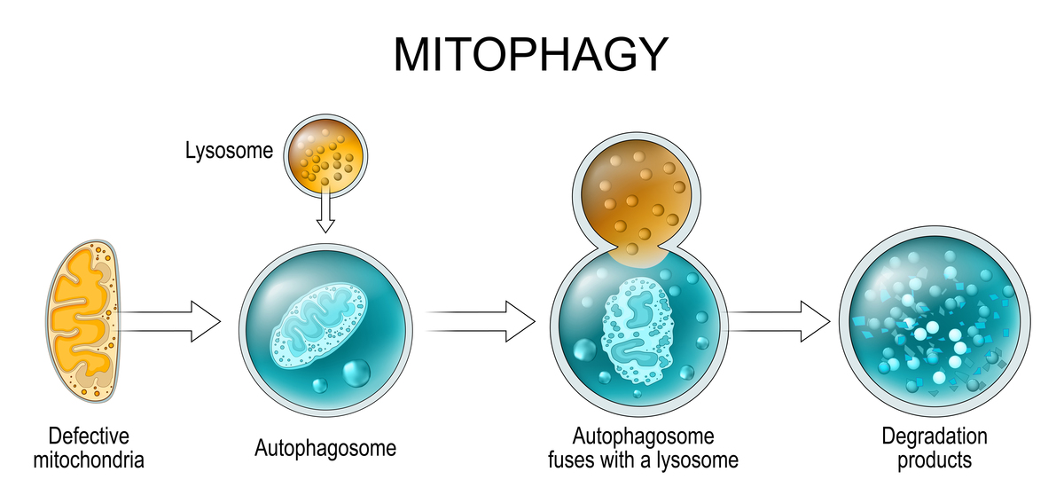 Autophagy期刊的详细介绍 Autophagy期刊的详细介绍