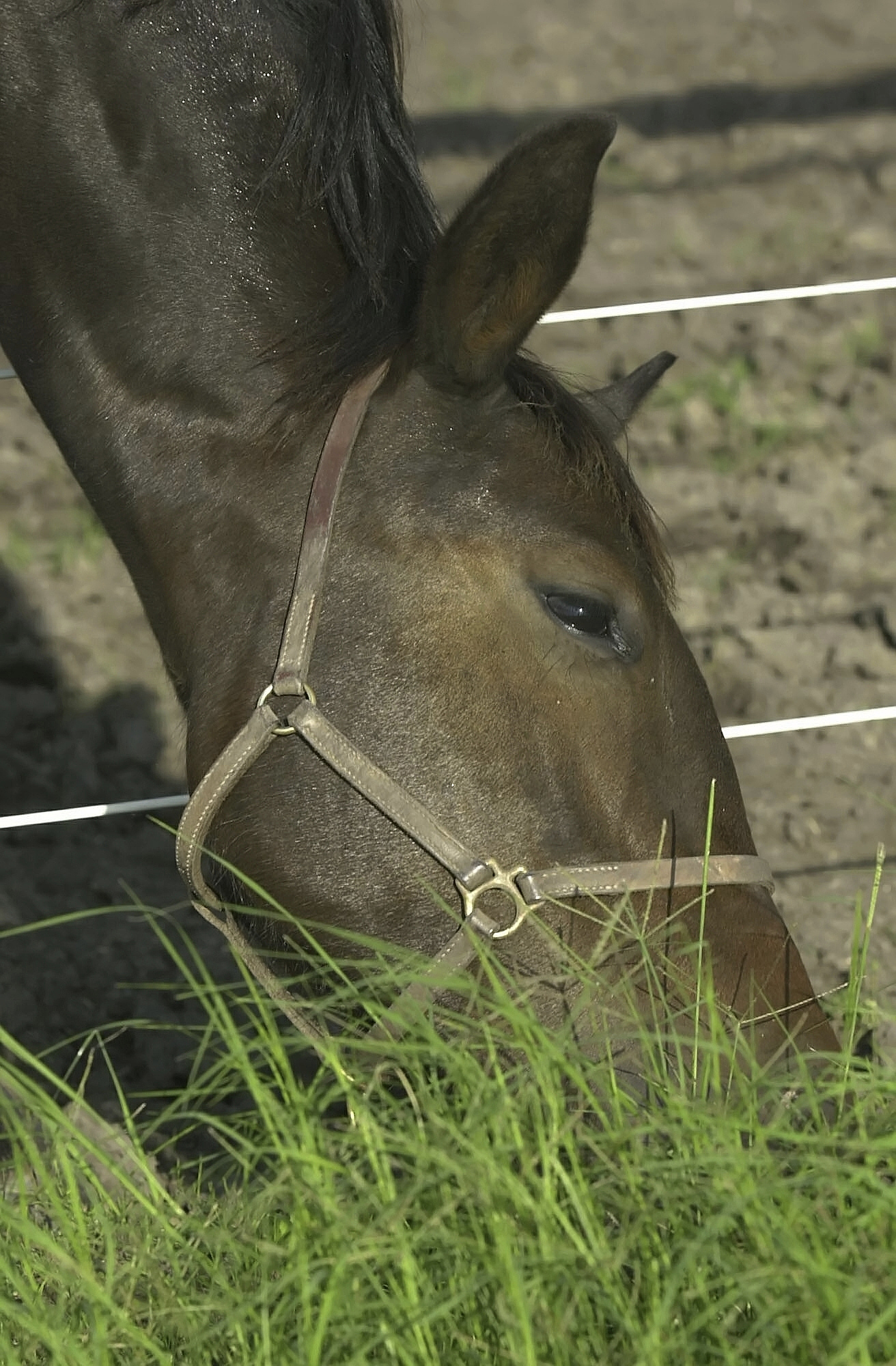 the grass is always greener