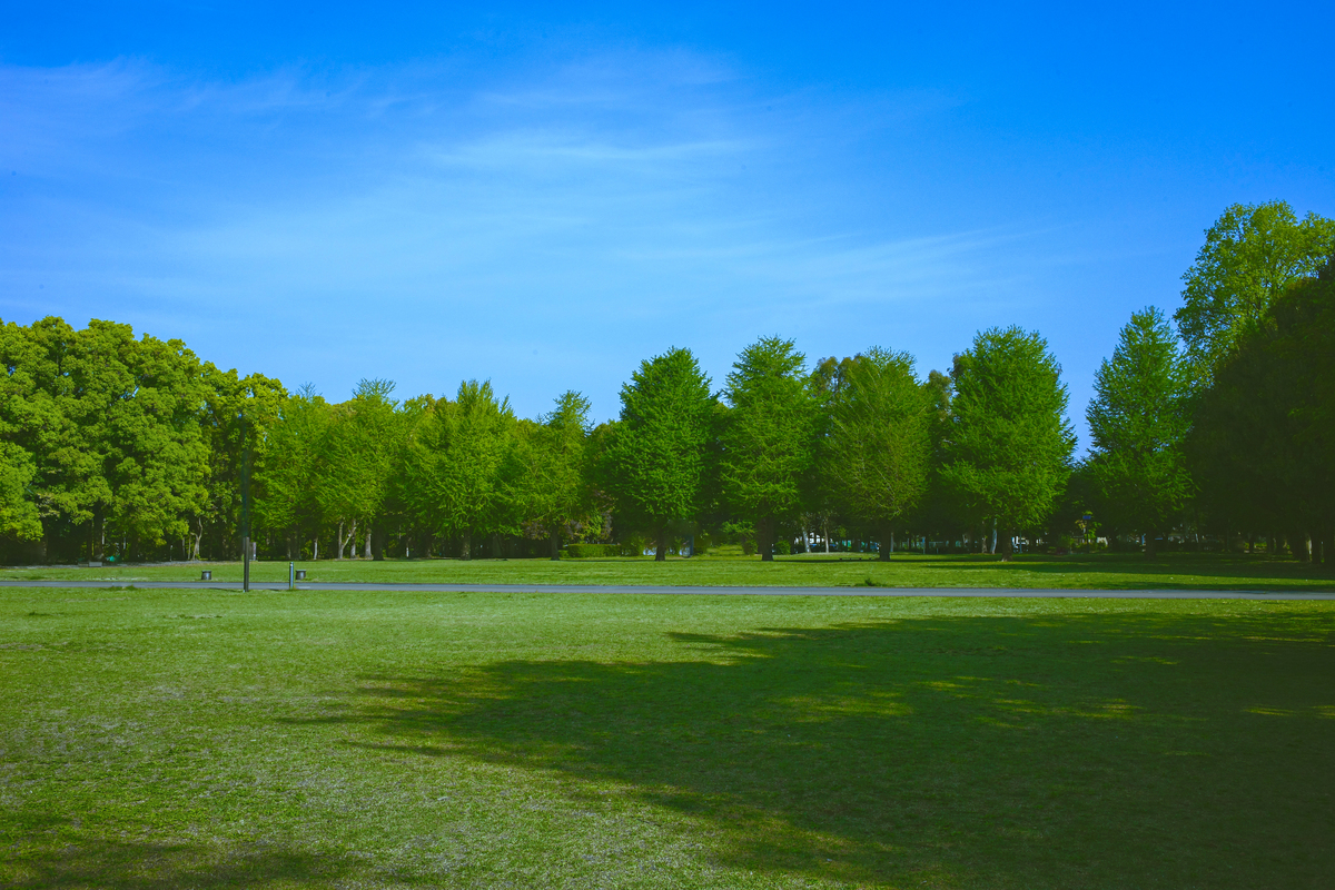 校园里，那绿树成荫的风景