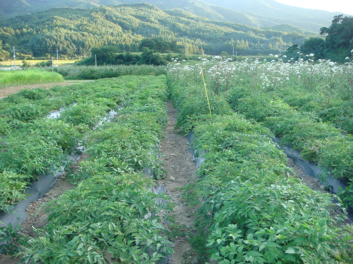 河南省上蔡县适合种植哪种草药