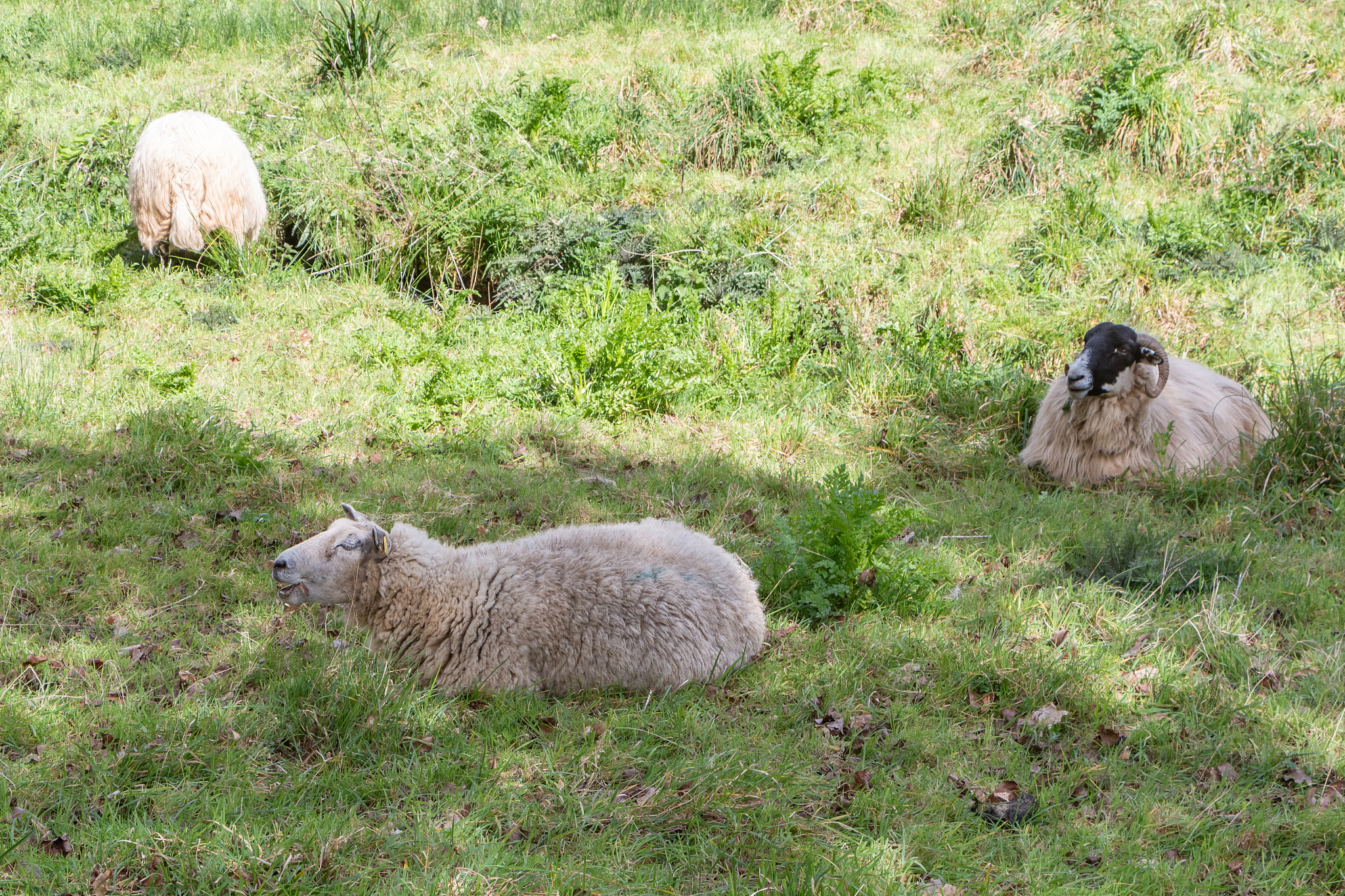 将括号内的英文段落用中文进行简明的学术总结Different types of roughage in the diet had varying effects on animal growth The average daily weight gain of lakesheep in the Bacopa monnieri and Bacopa monnieri + PEG groups was