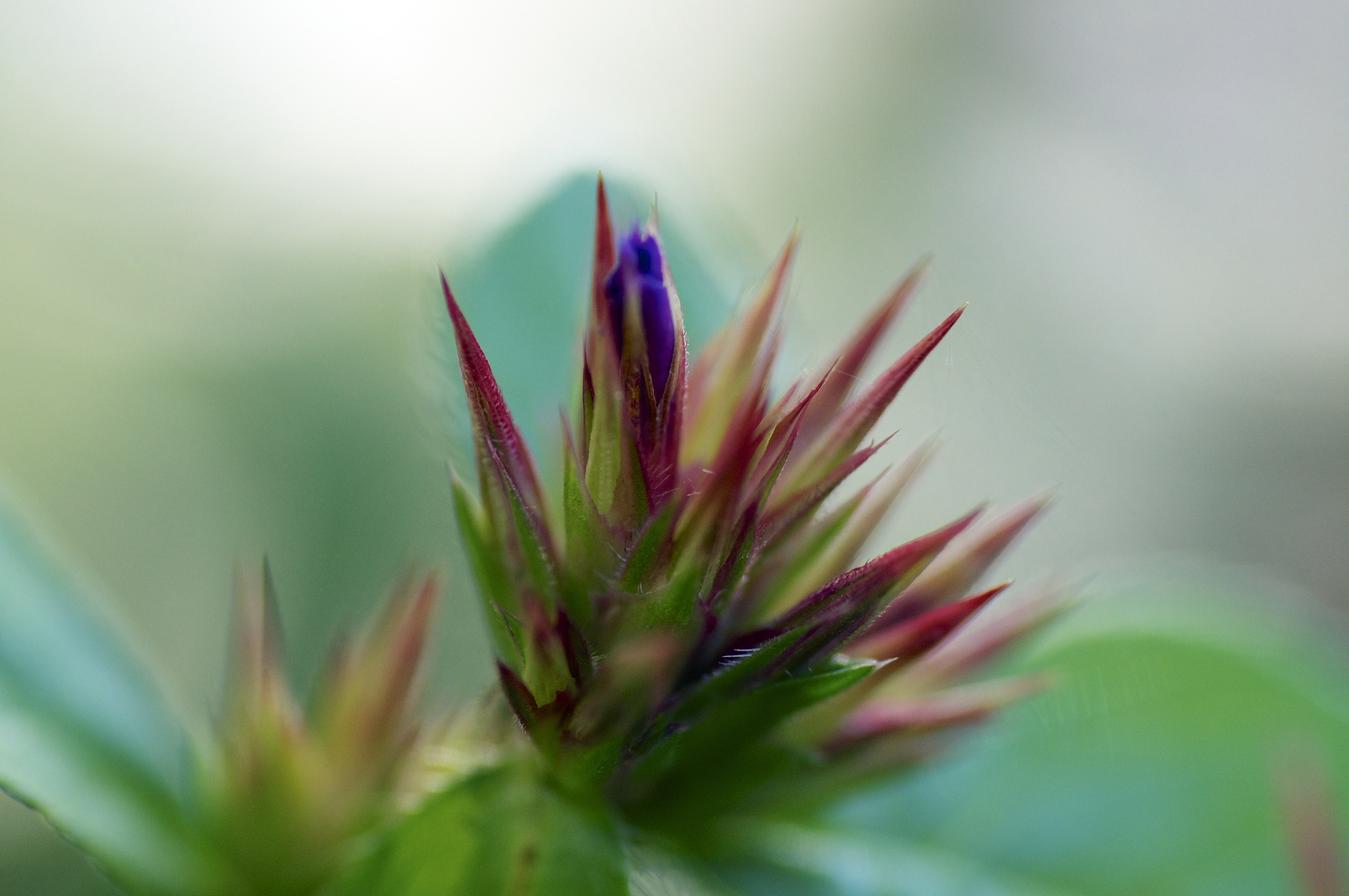 名词解释狭义花卉学