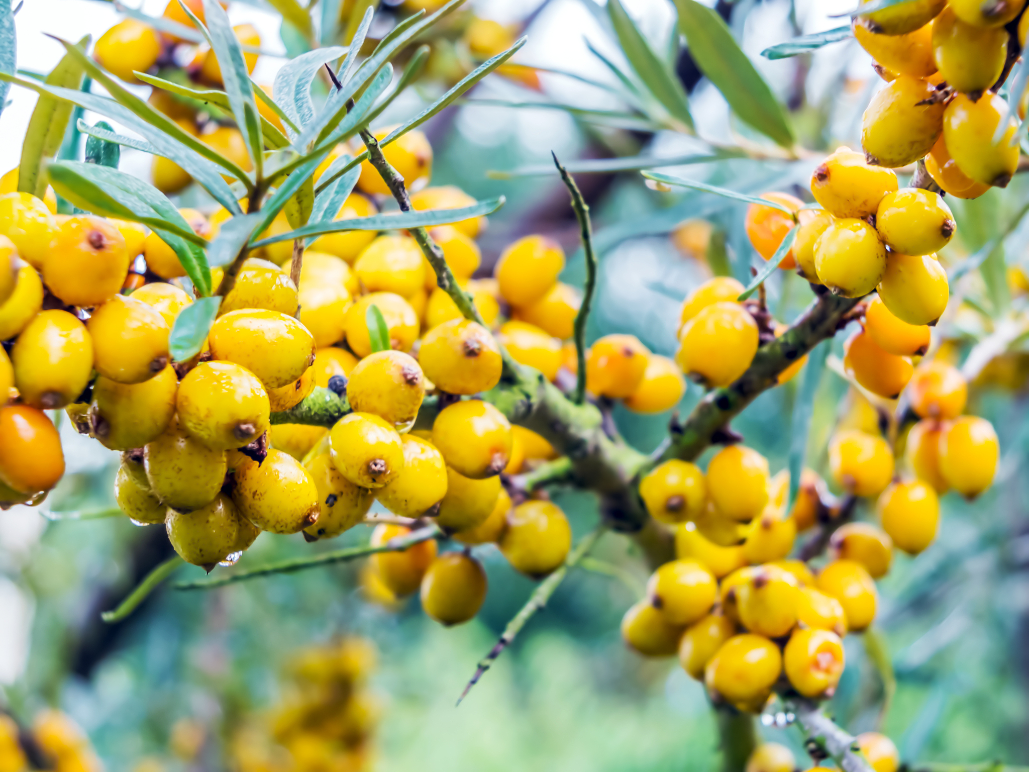 来50个鼎鑫沙棘籽油螺旋藻维生素E软胶囊的问题标题