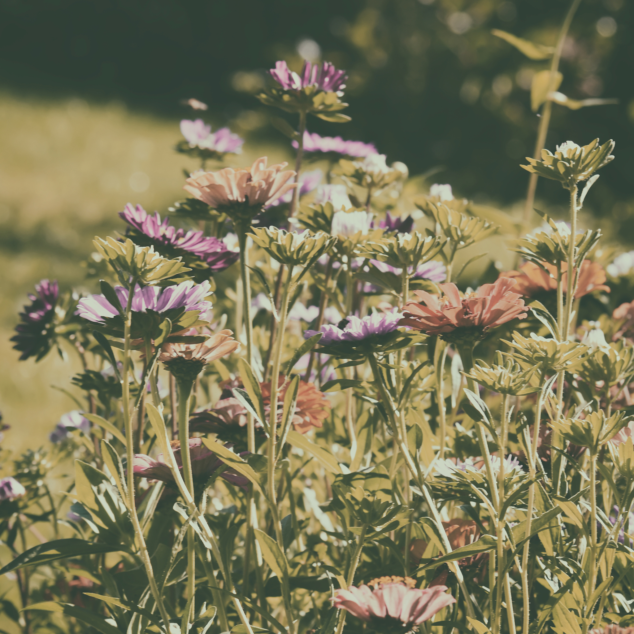 仿写植物妈妈有办法