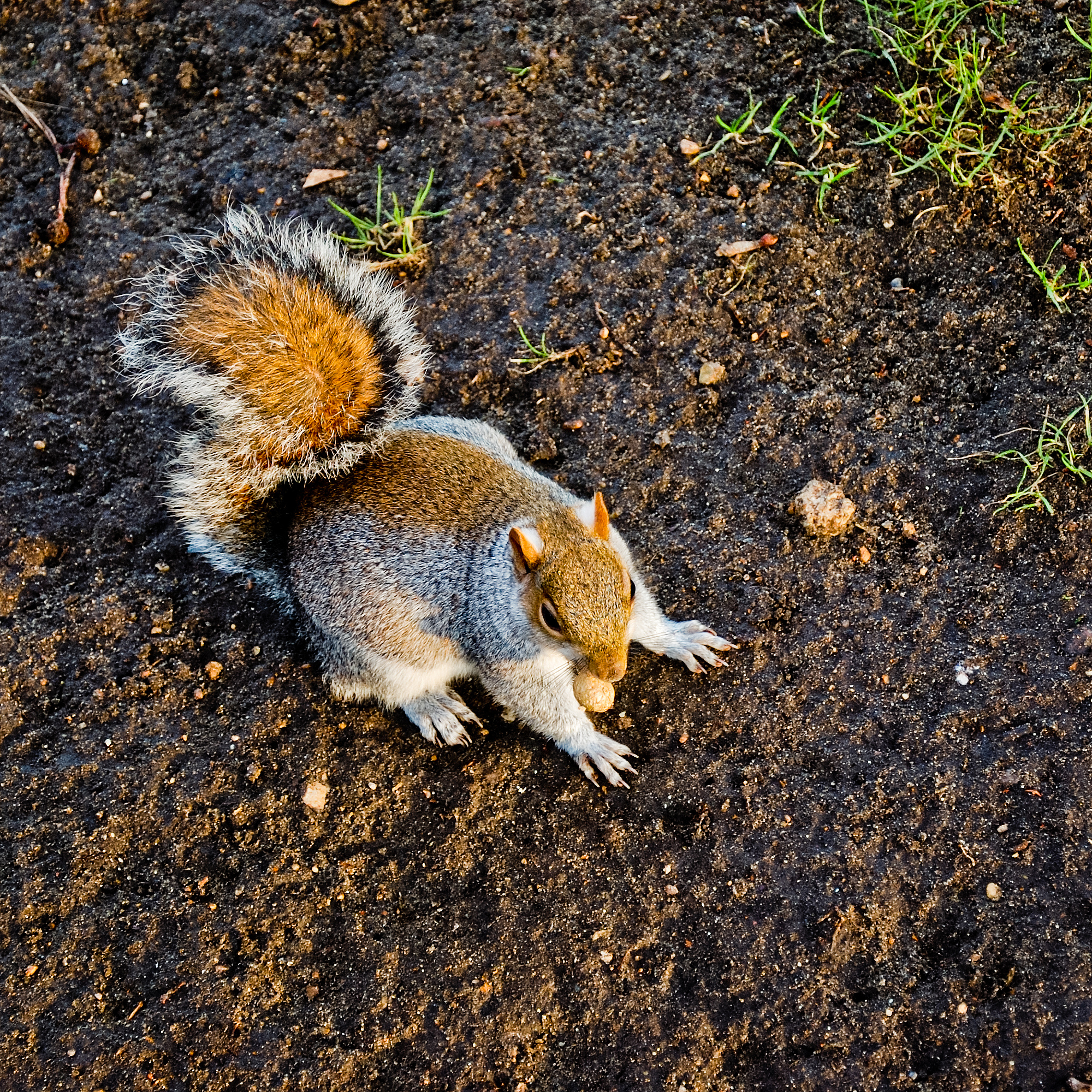 小红和小松鼠：关于动物生存智慧的故事