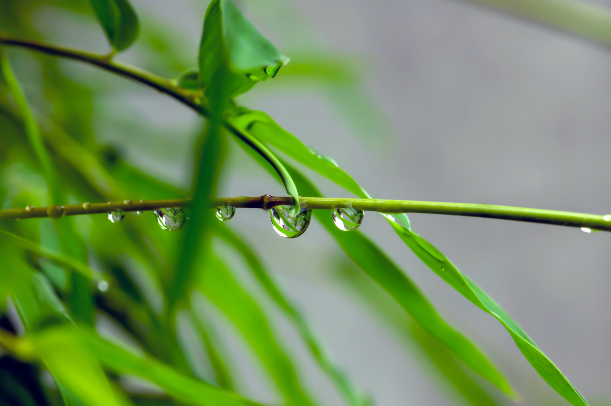 谷雨之际，万物逢时：一窥自然与人文交织的深邃画卷