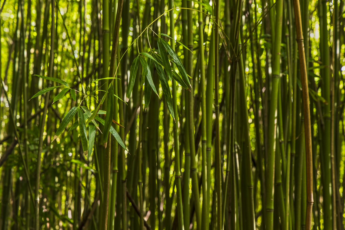 茂密的竹林