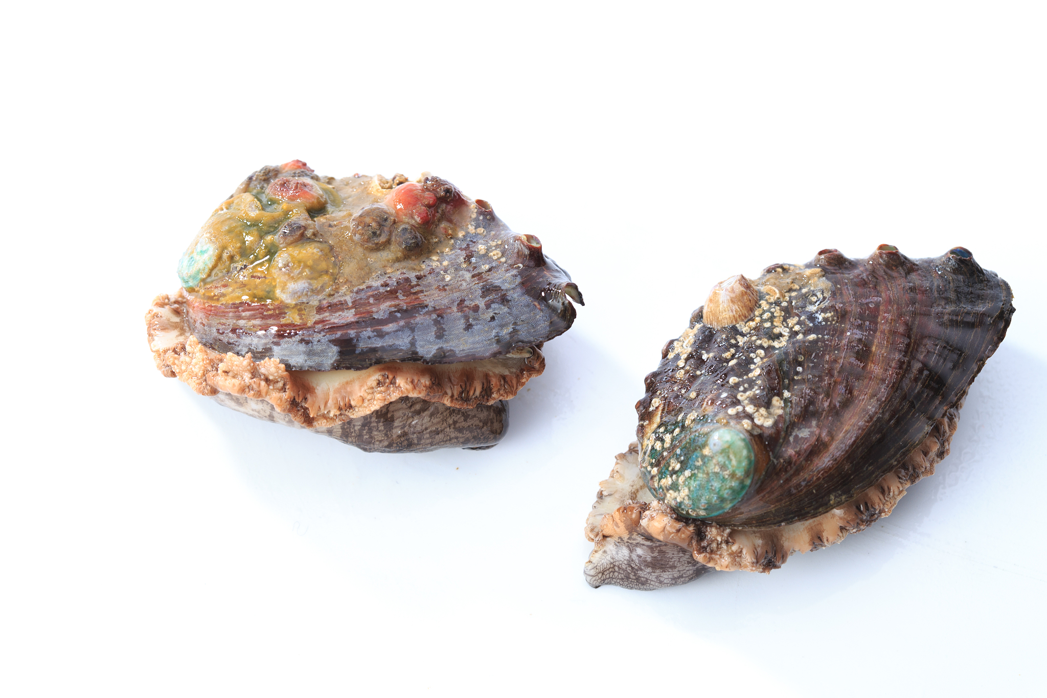 鲍鱼壳上的孔是怎么回事，