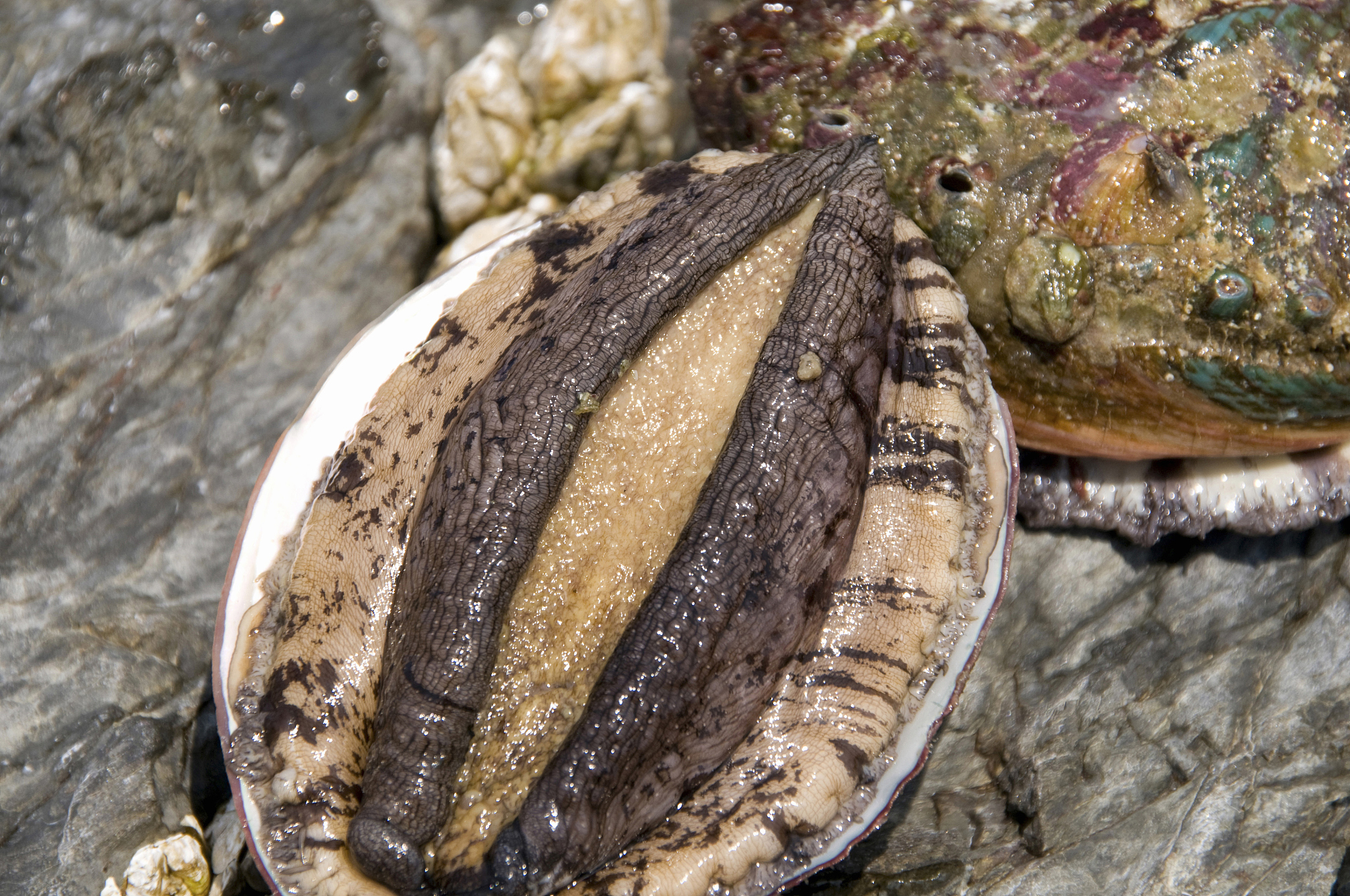 鲍鱼最大的一个多少斤，
