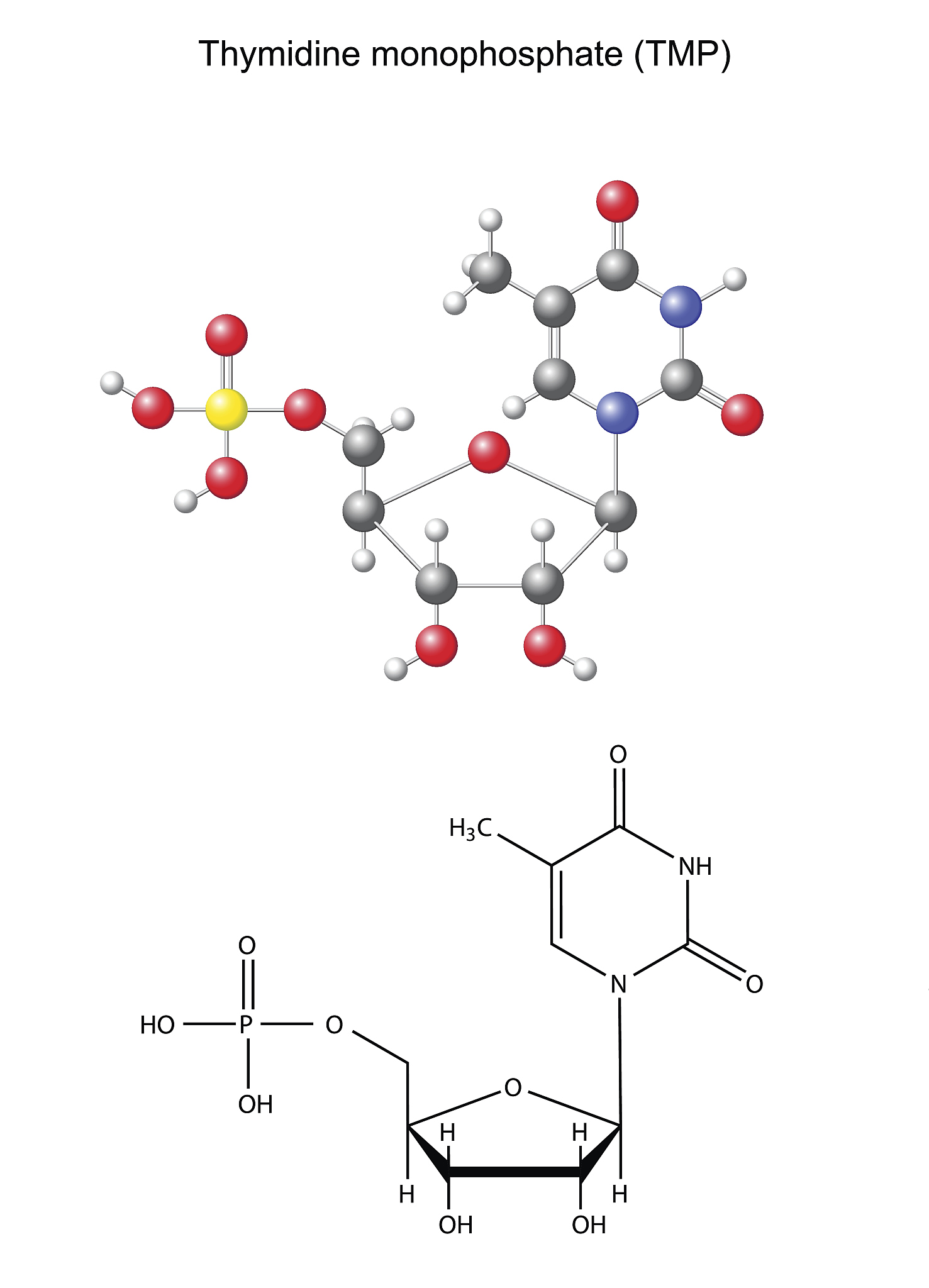 Sulforaphane 浓度检测方法：避免 Glucoraphanin 和葡萄糖干扰