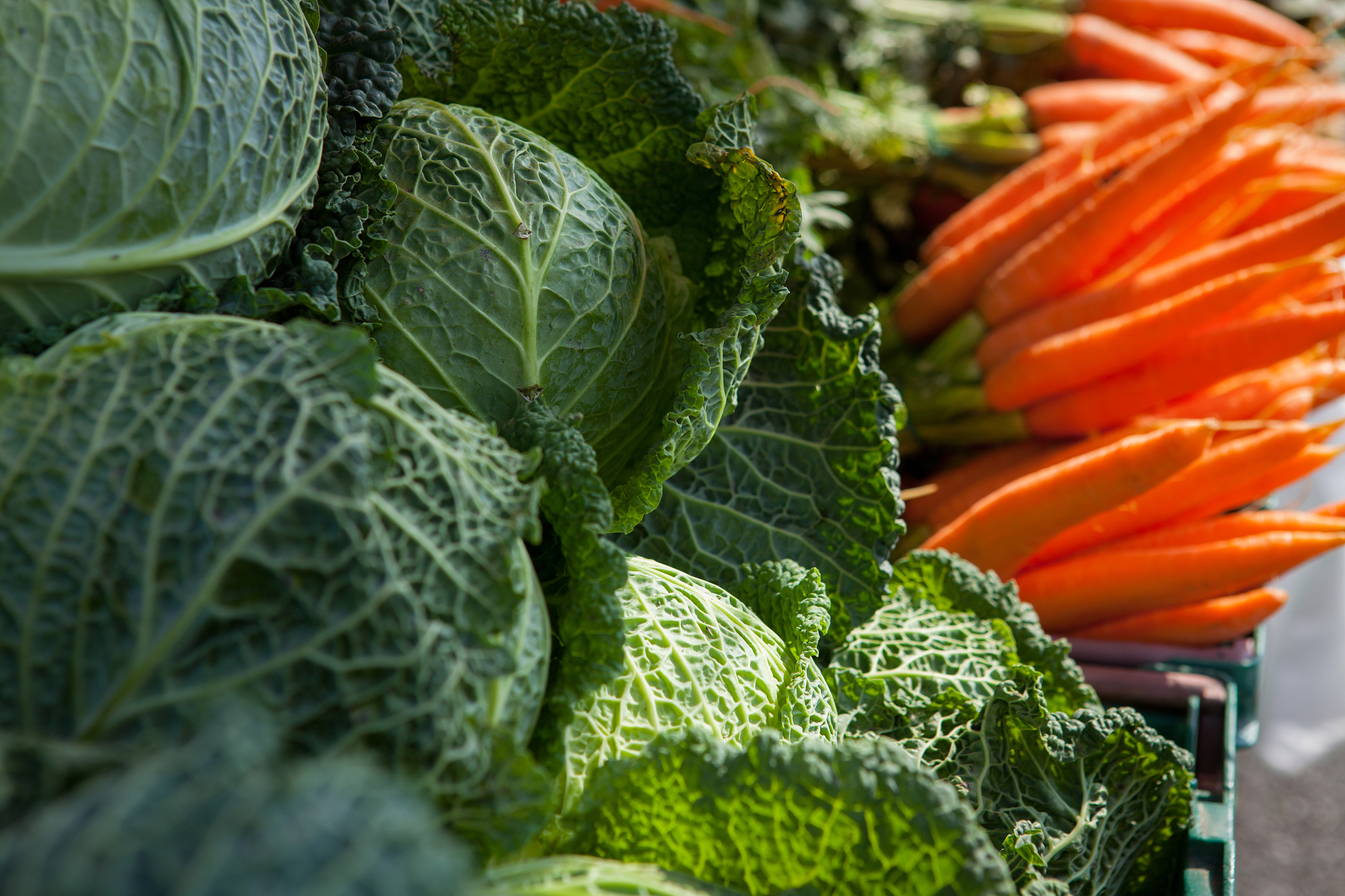 中国蔬菜种业发展现状 要求：1000字的论述