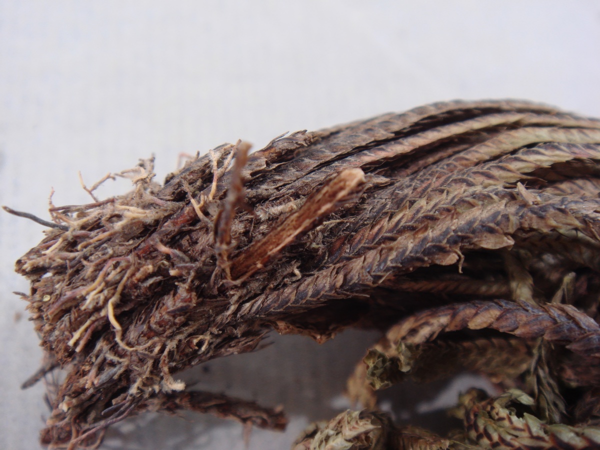 雪莲贴功效与作用：真的有用吗？详细解析！