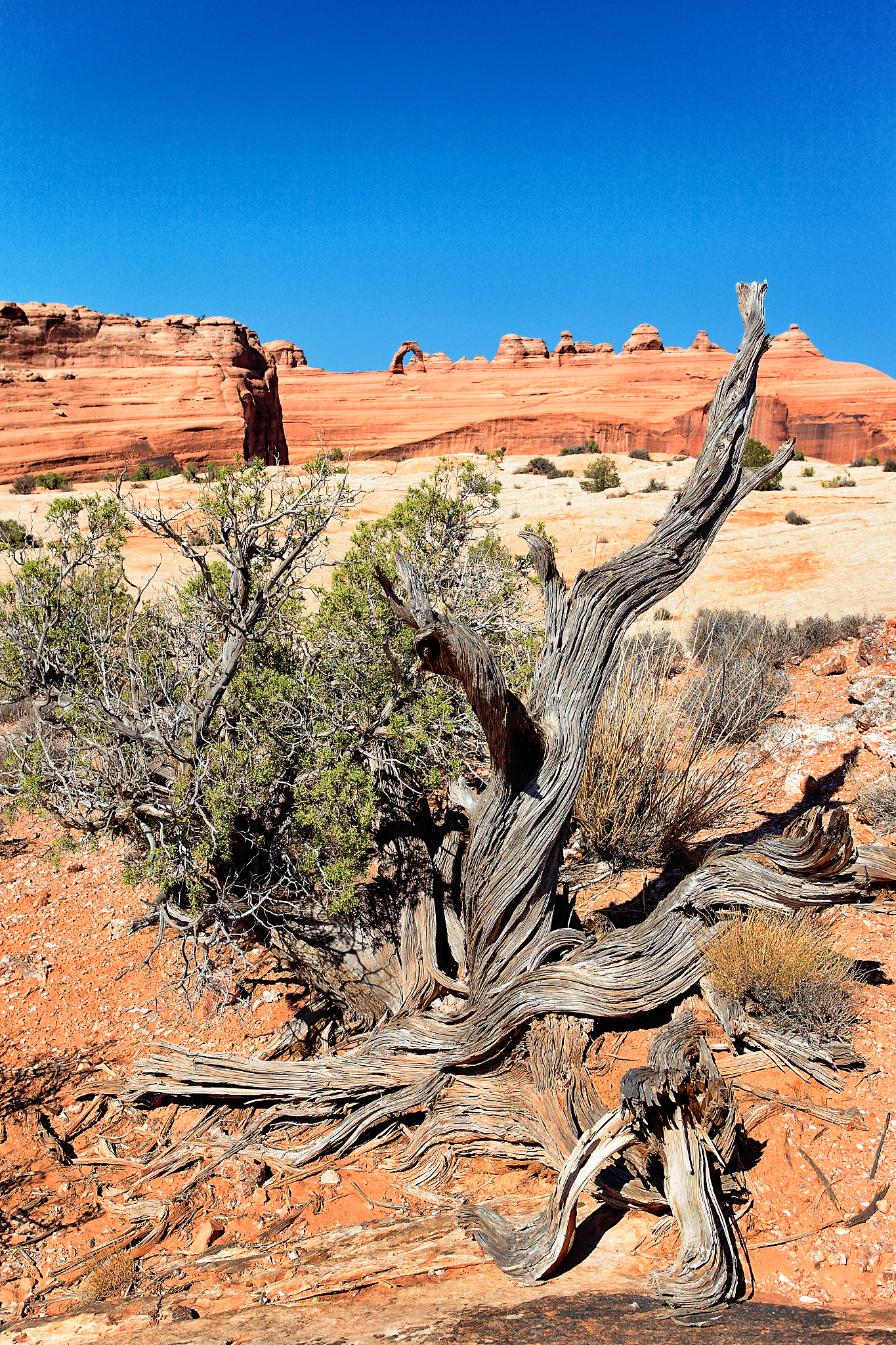 dead tree