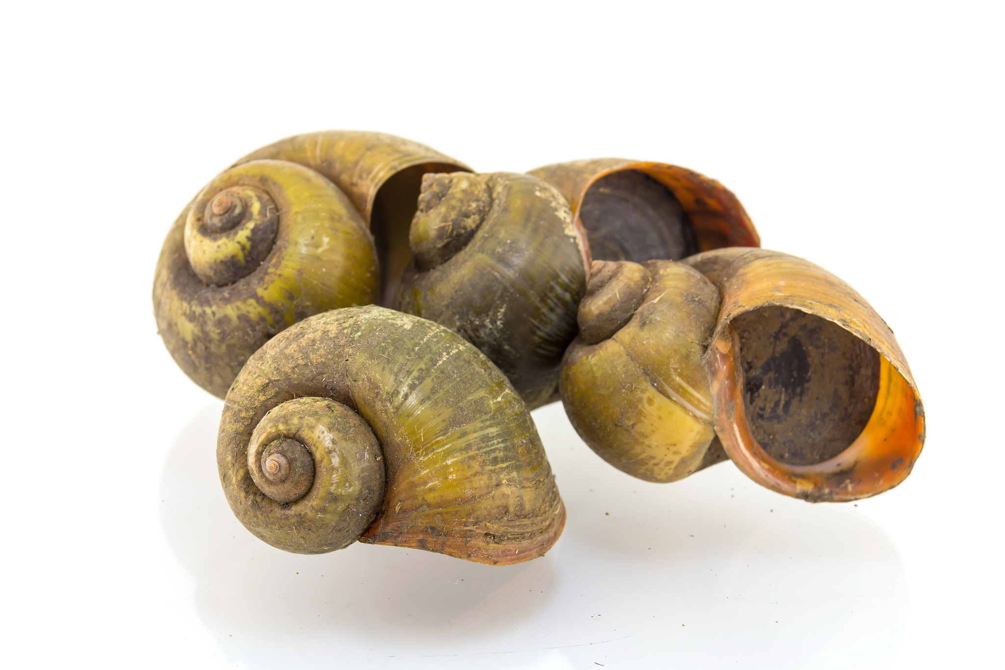 蜗牛为什么出生就有壳？ - 揭秘蜗牛壳的形成奥秘