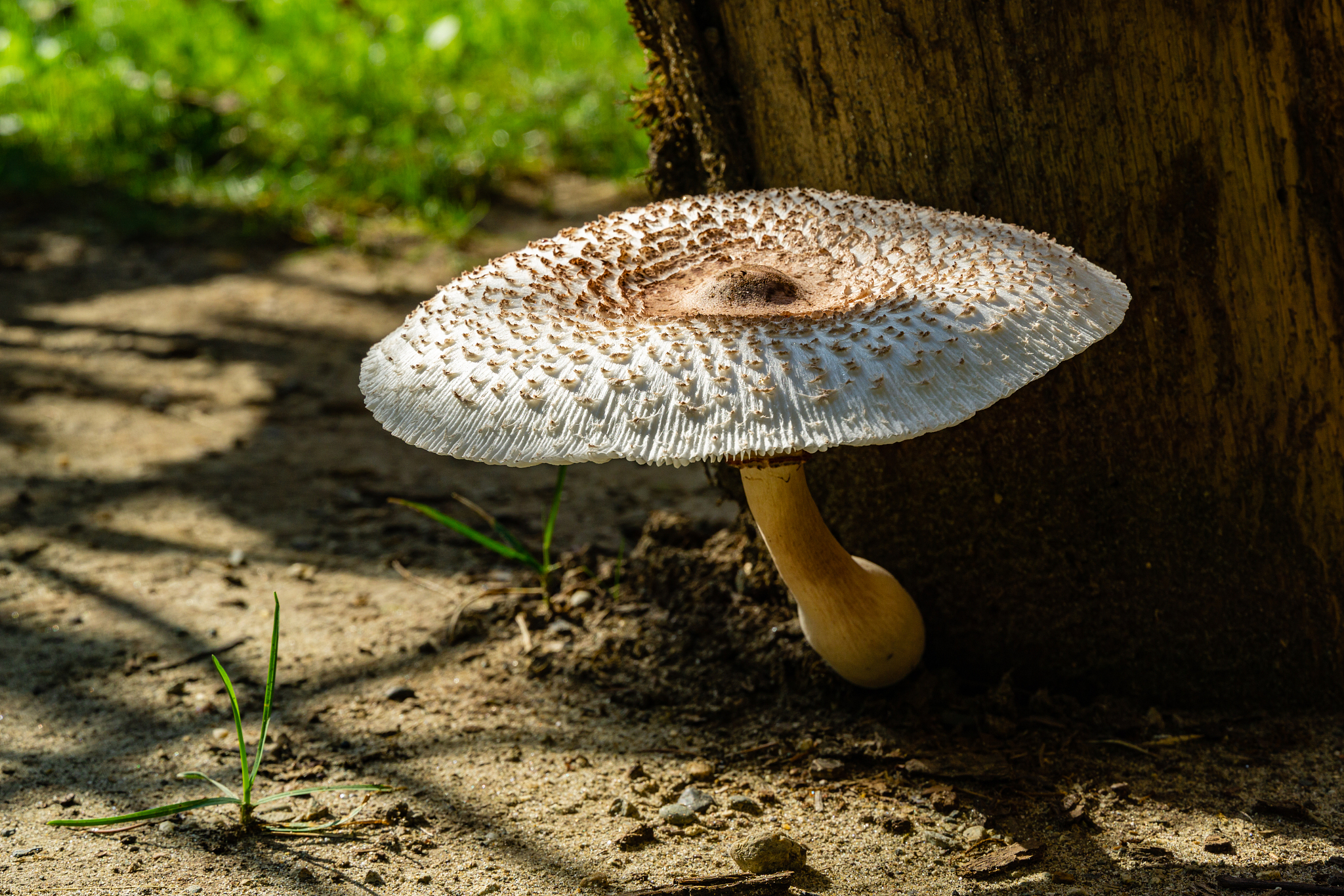 真菌生态学期刊：探索真菌与环境的相互作用