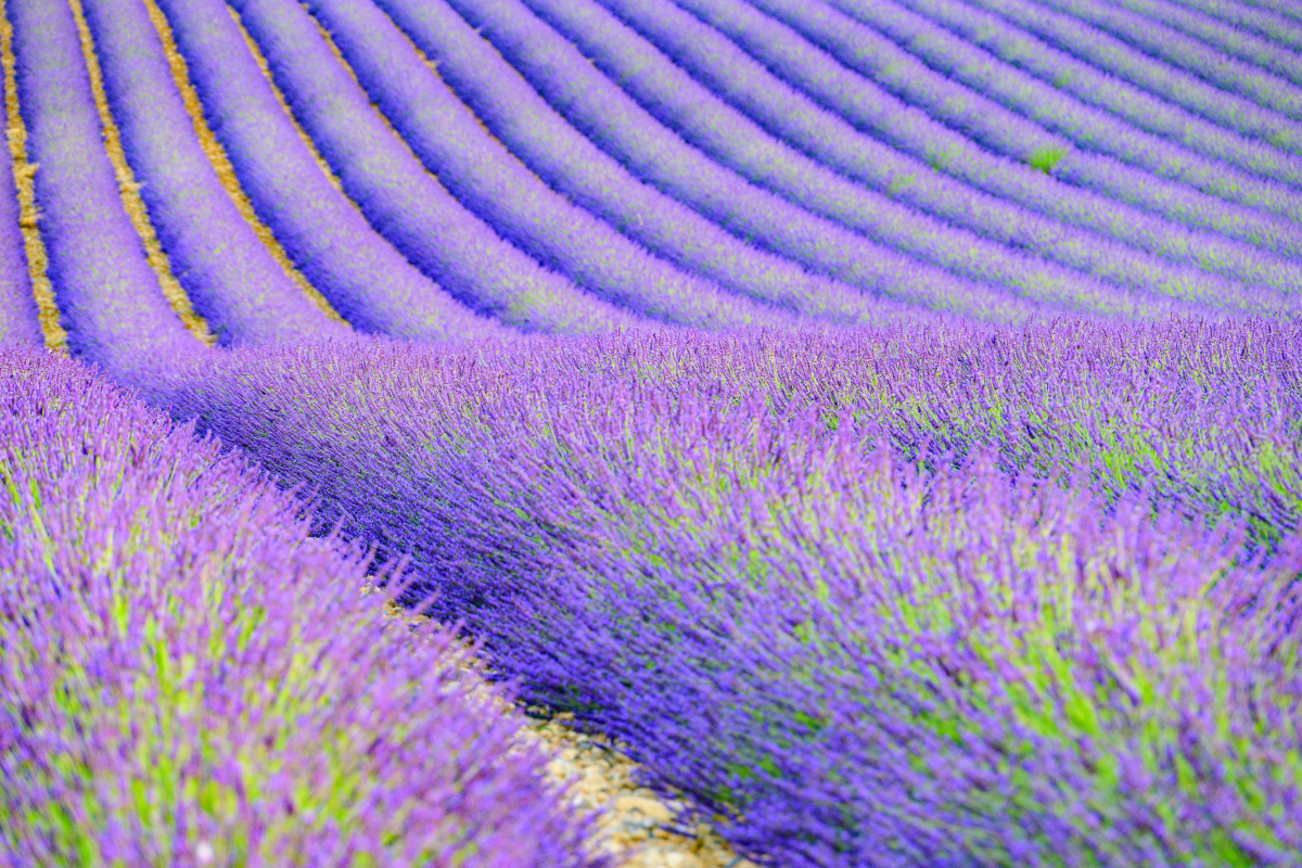 详细描述 一下香味对人的影响