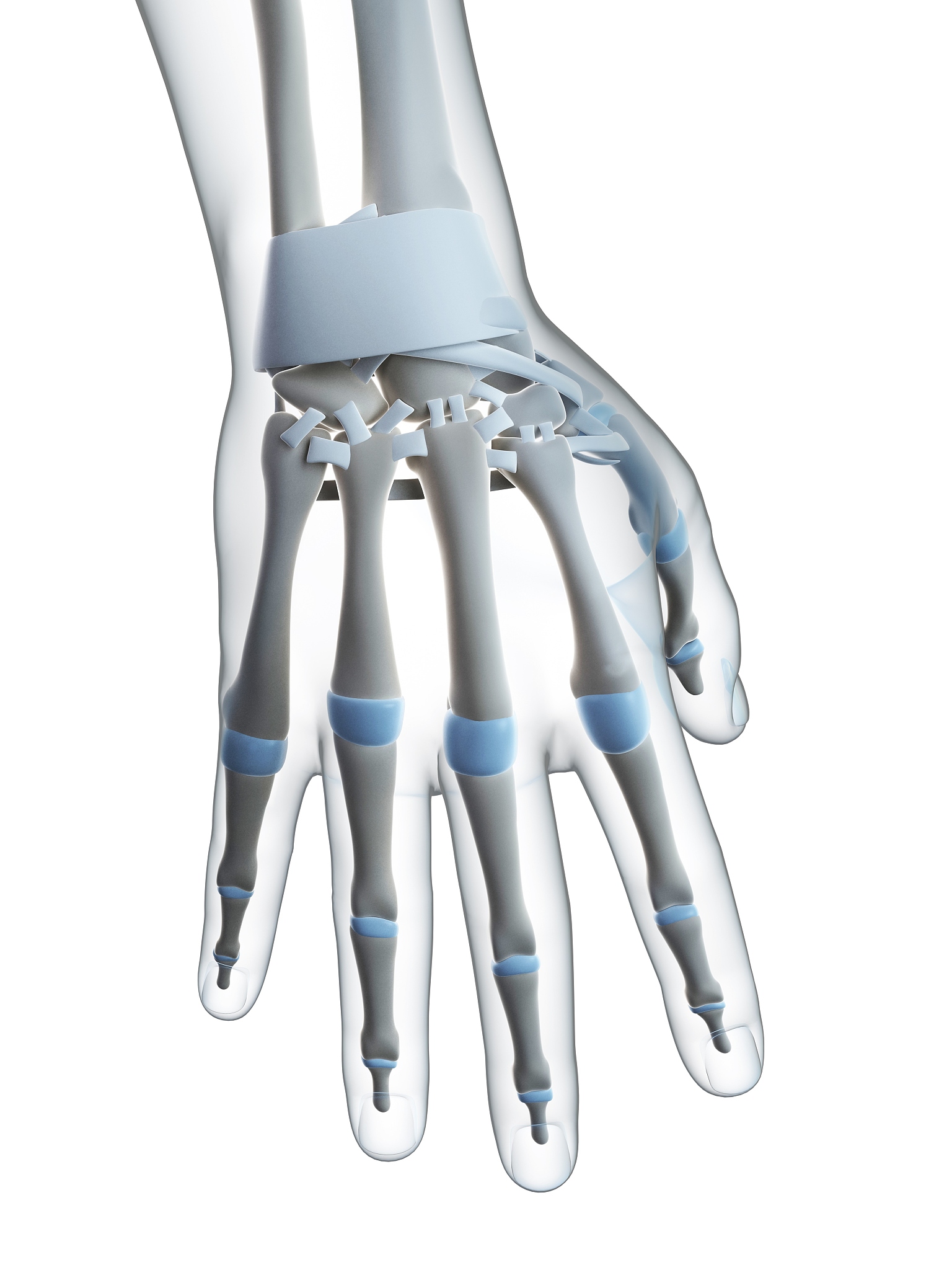 拇指隆起：人体骨骼翻译 - thumb bulge