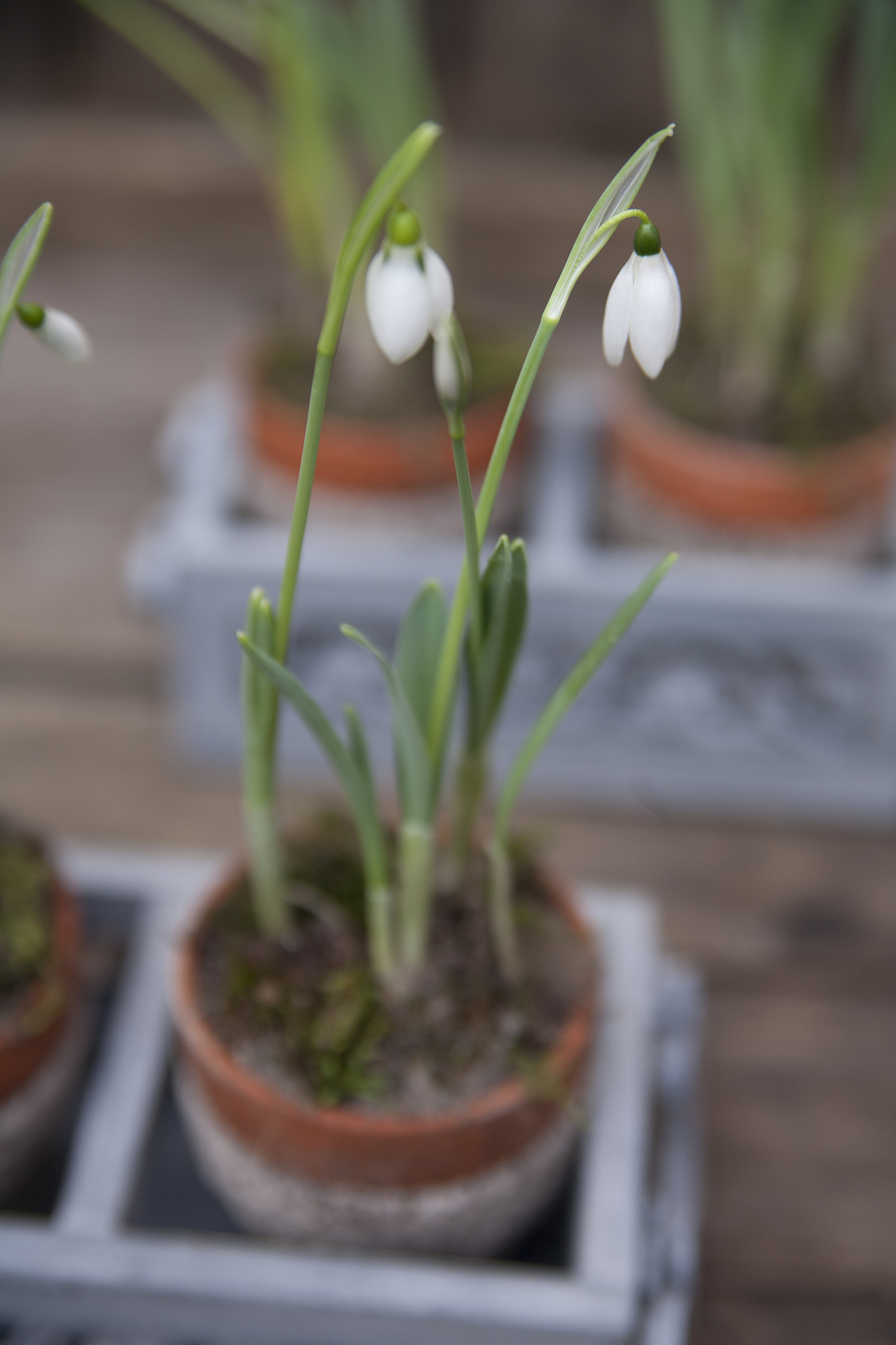 朱顶红什么时候换盆才不会让叶子发软400字