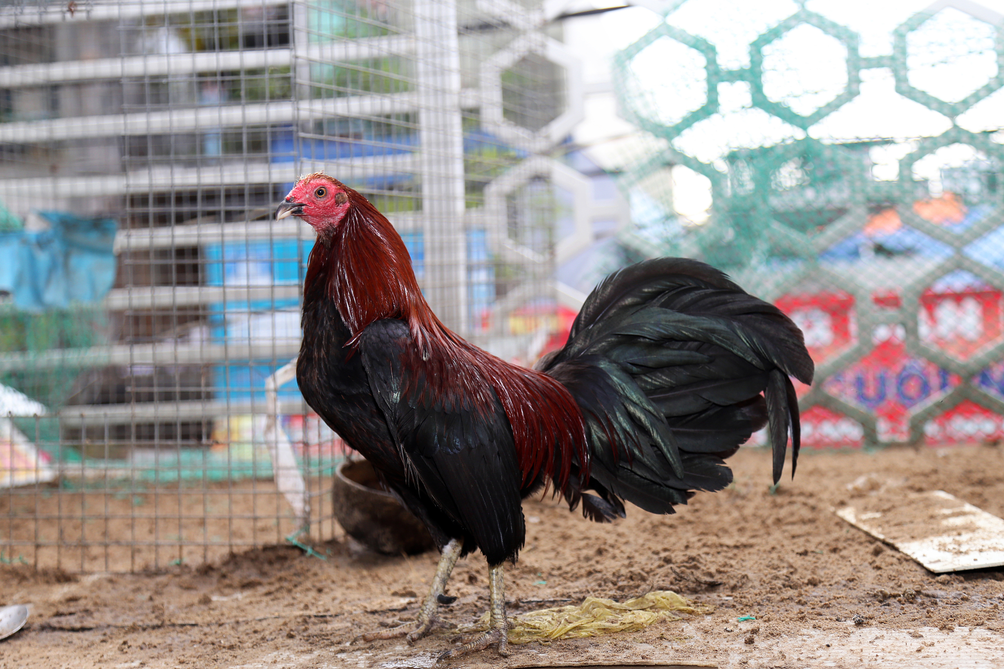 chicken