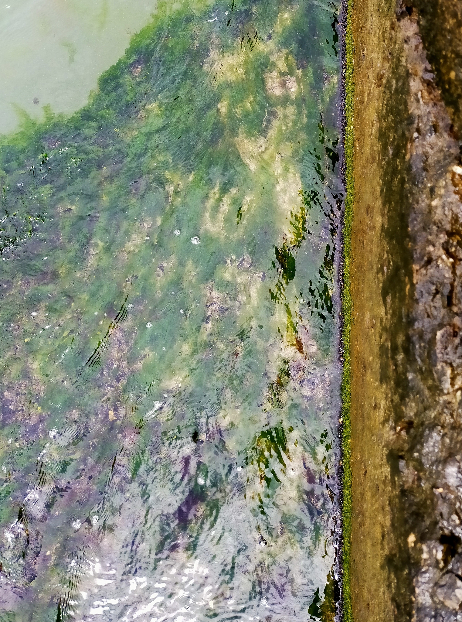 润色这一段话。上海地区位于长江入海口，受地理条件所限，面临地下水位高、土壤盐碱化严重等建设难题，分布着大量的滨海盐碱土，字数要多于原文