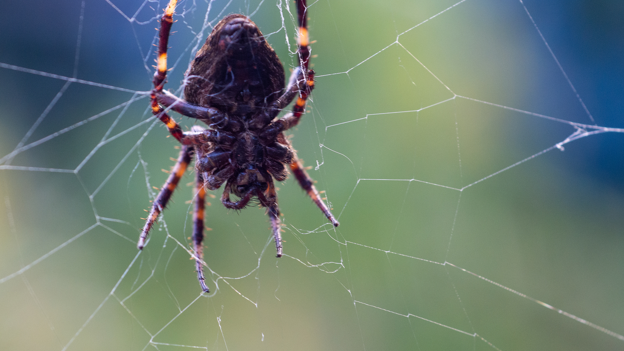 raise KeyErrorfSpider not found spider_name