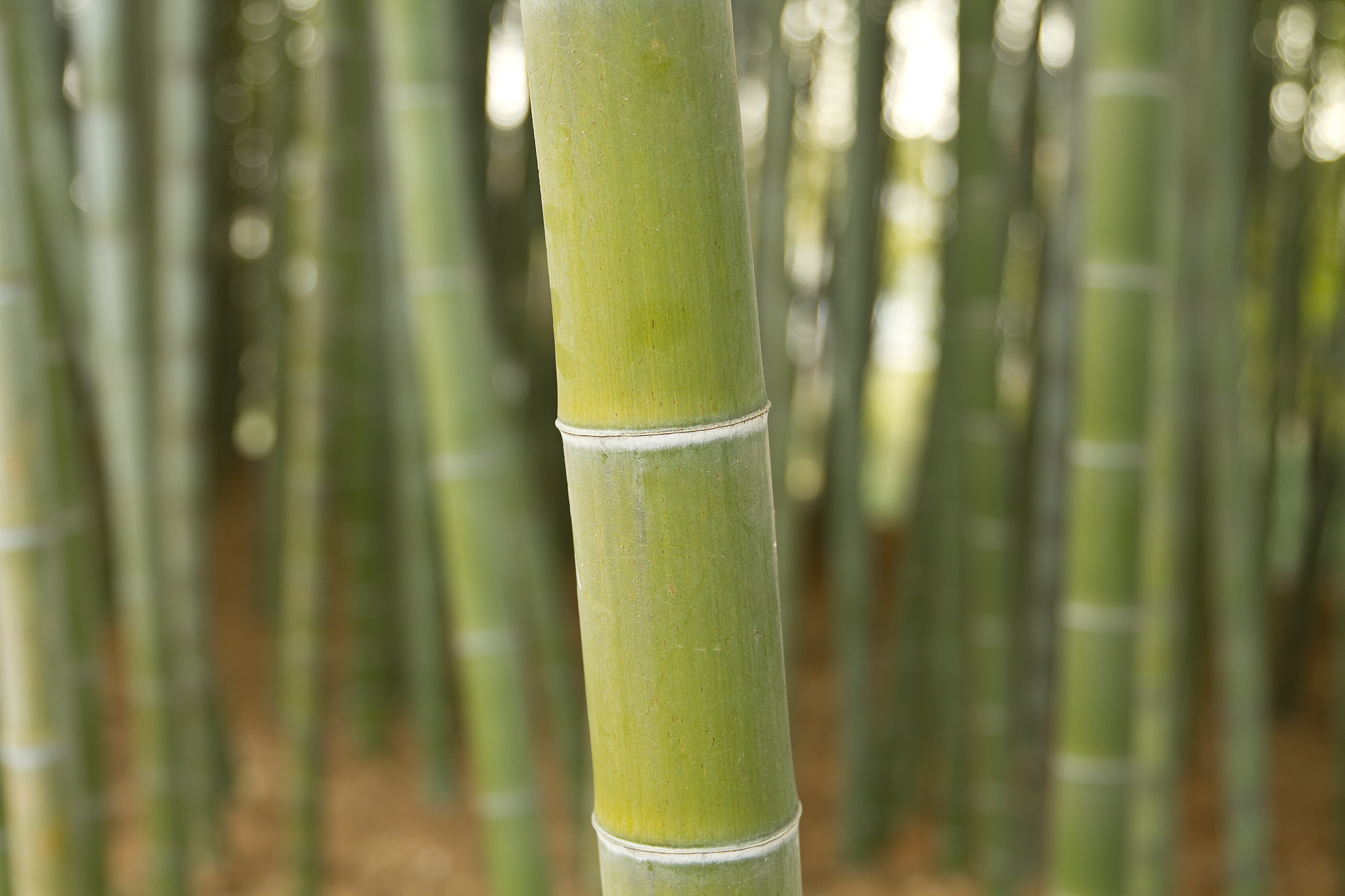 bamboo grove