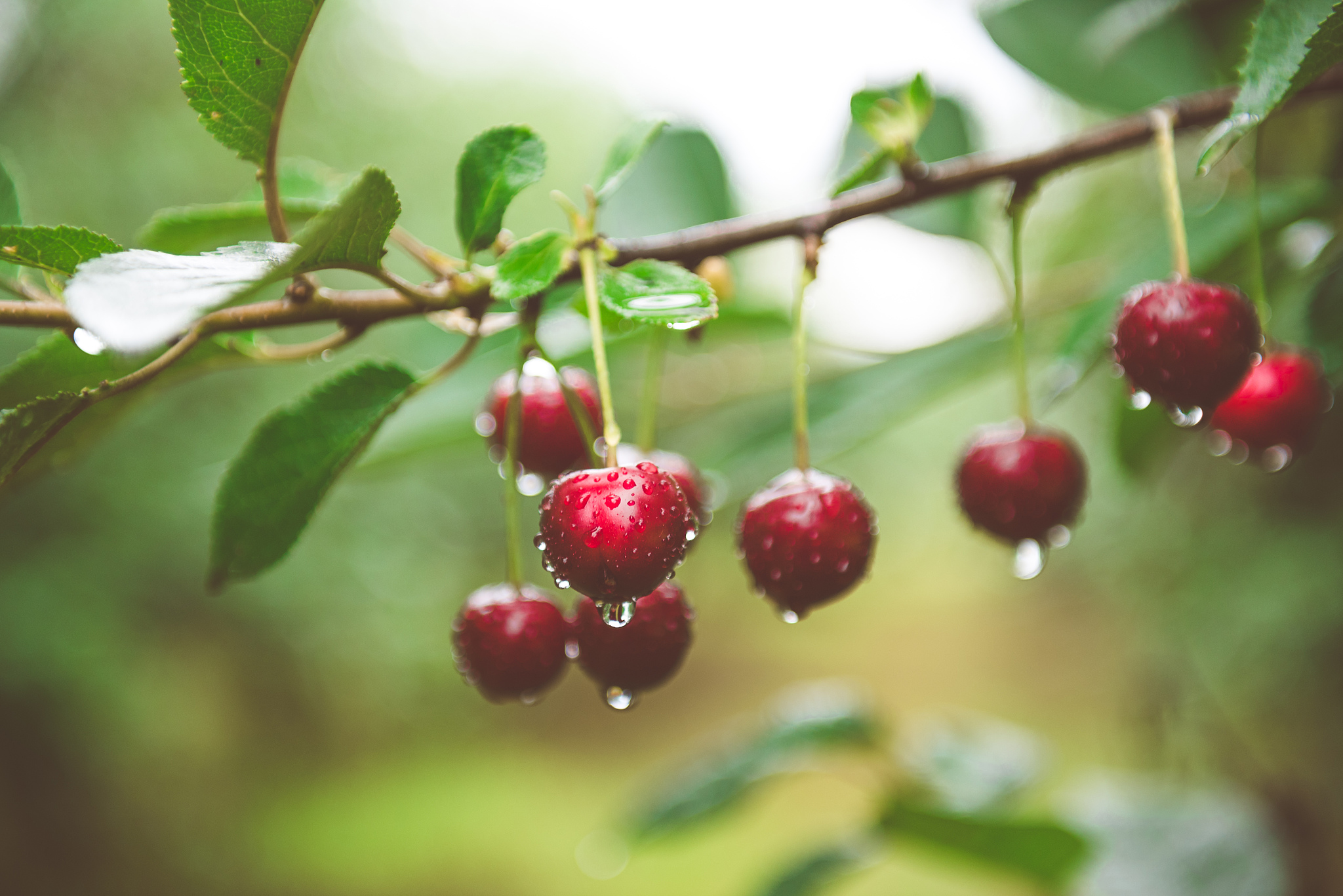 close up of sweet cherries growing on a cherry tree after rain