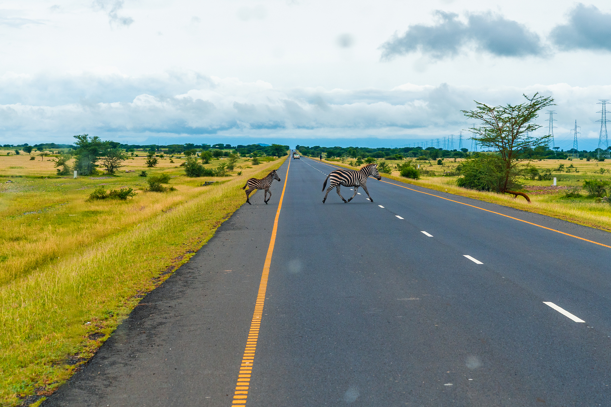 beautiful view of savannah landscape with herd of zebras crossin