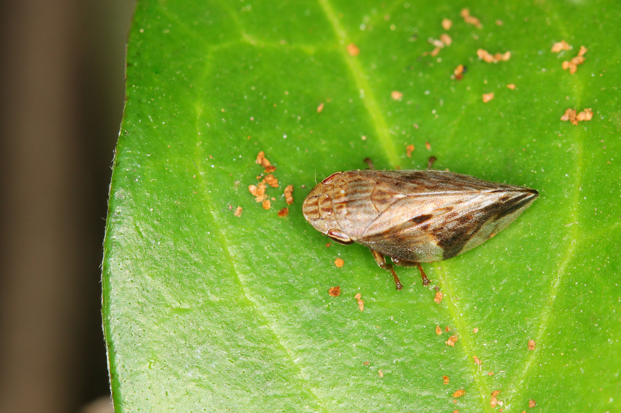 倍绿神在冬枣树上能用吗帮我用200字详细描述