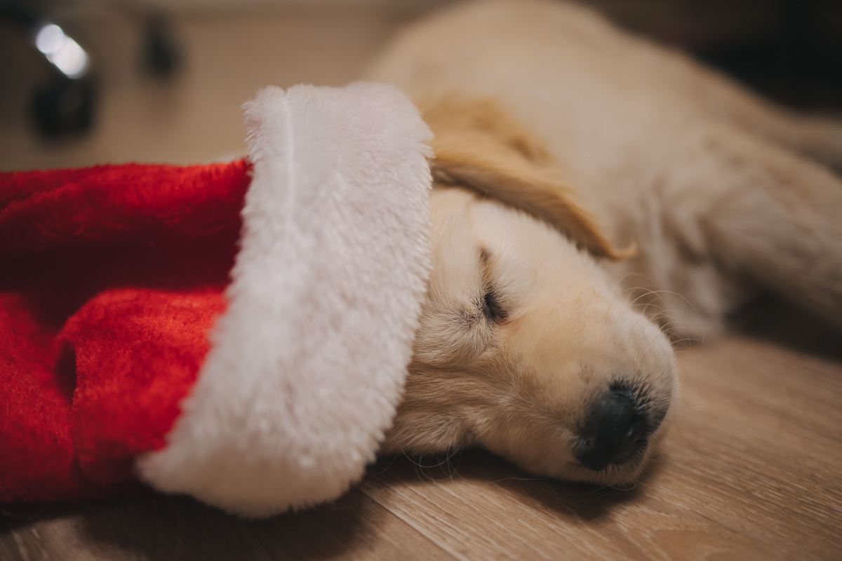 眠犬图片