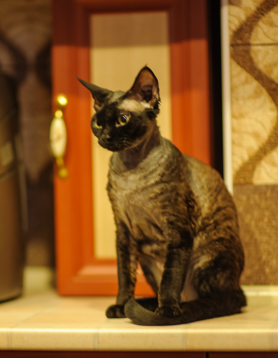 猫咪喜欢出门吗？探索猫咪户外活动的利与弊