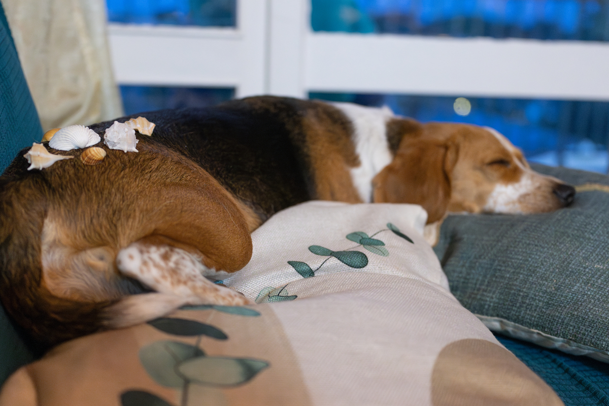 狗狗为何偏爱在铲屎官脚边安睡？揭秘狗狗的小心思