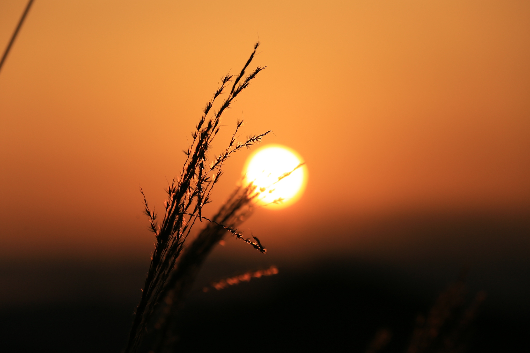 翻译成我奶奶都能听懂的解释 《诗经·彼阳》 彼阳若至初升东曦。 绯雾飒蔽似幕绡绸。 彼阳篝碧雾霂涧滁。 赤石冬溪似玛瑙潭。 彼阳晚意暖梦似乐。 寐游浮沐若雉飞舞。