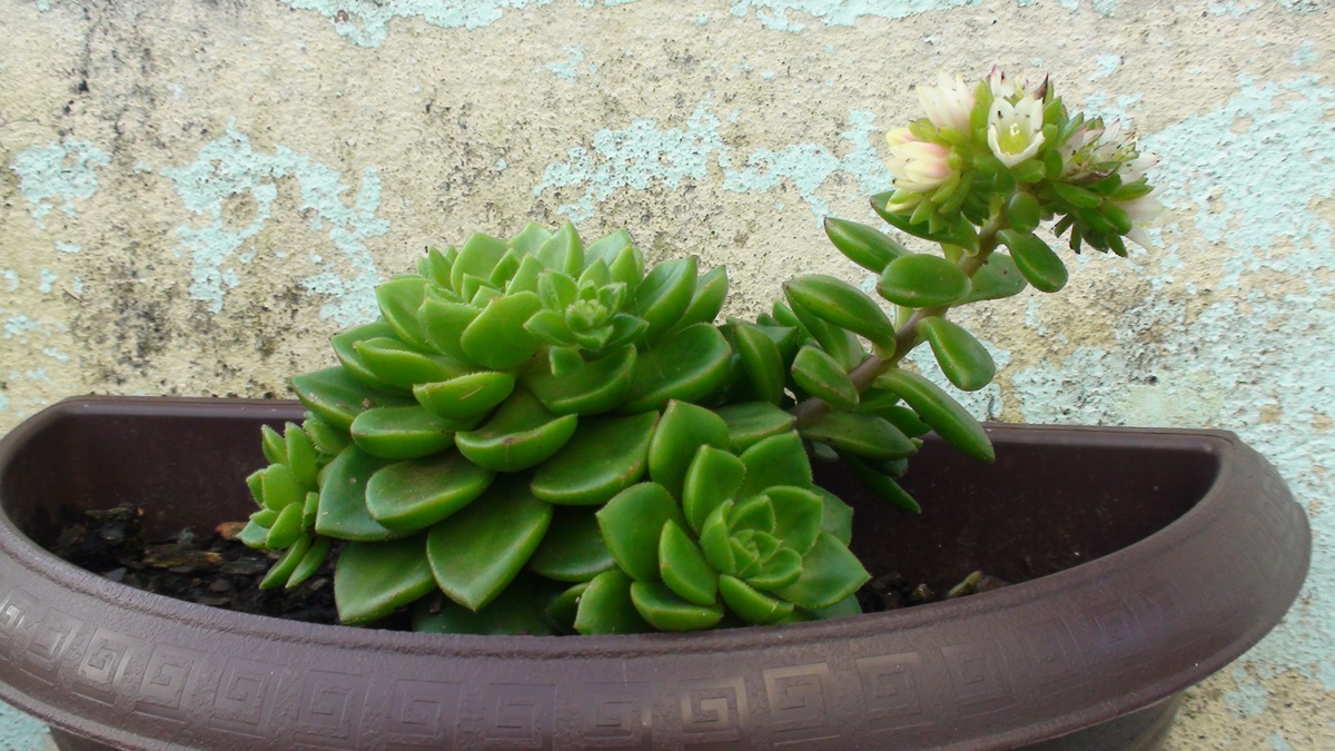 多肉植物掉叶子怎么办?教你6招轻松补救! 多肉植物掉叶子怎么办?教你6招轻松补救!