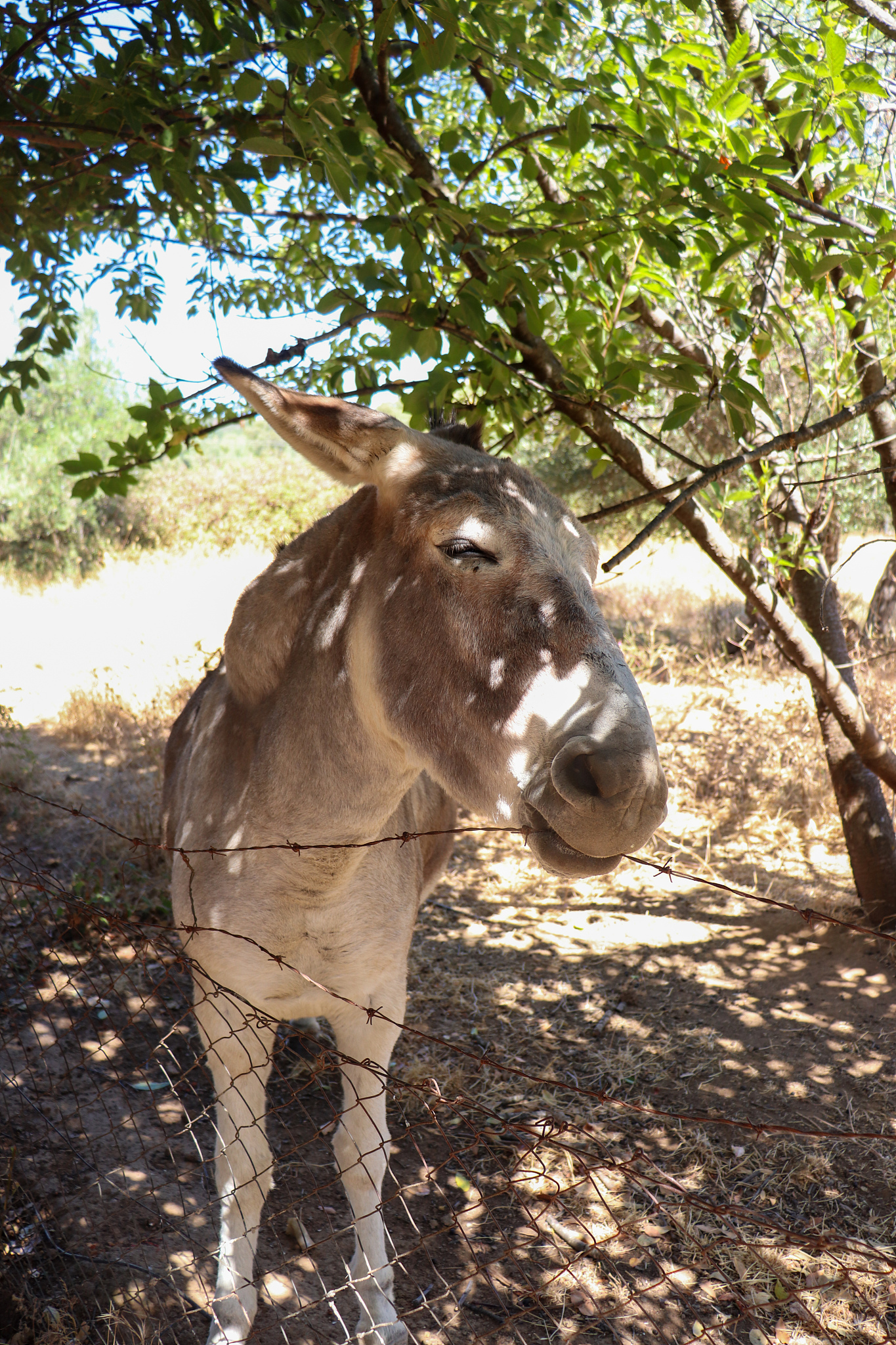 donkey