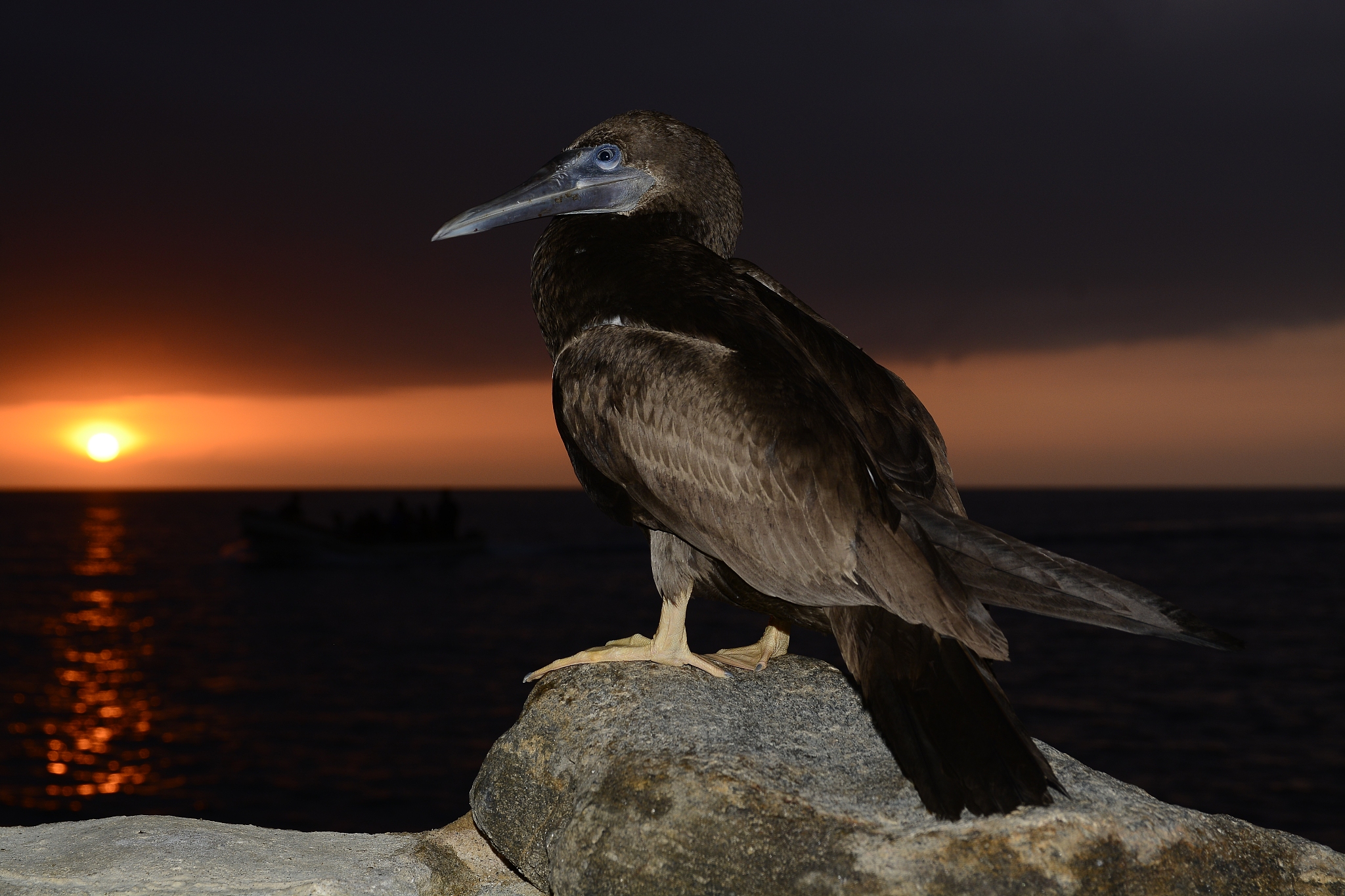 地球物种大灭绝