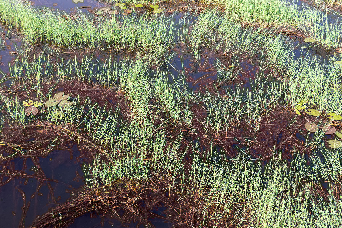 复合藻的学术规范表达：Heterokontophyta