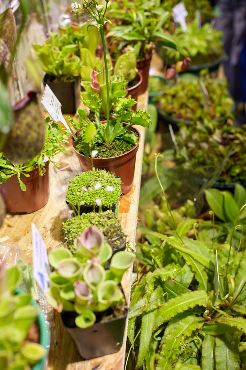 假期旅游多肉怎么办？这份养护攻略让你放心出游！
