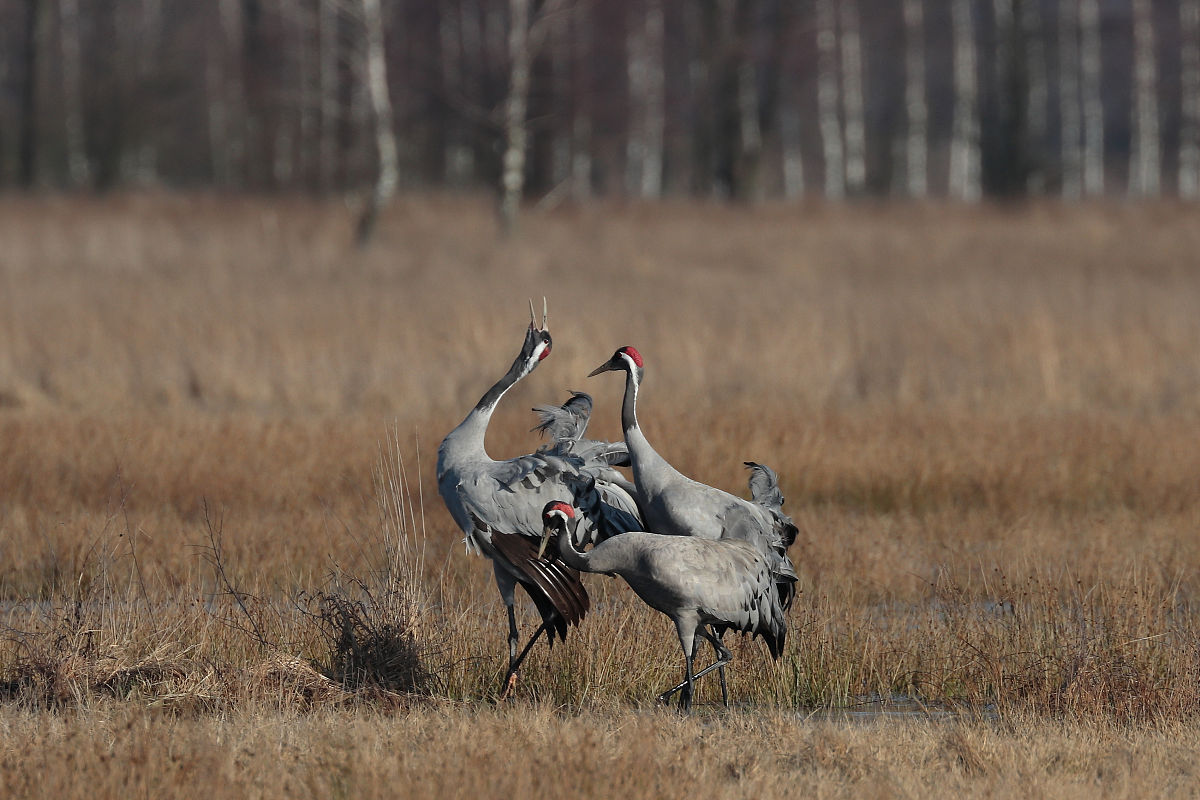 电动单梁起重机安全系数解析:5倍负载保障安全 电动单梁起重机安全系数解析:5倍负载保障安全